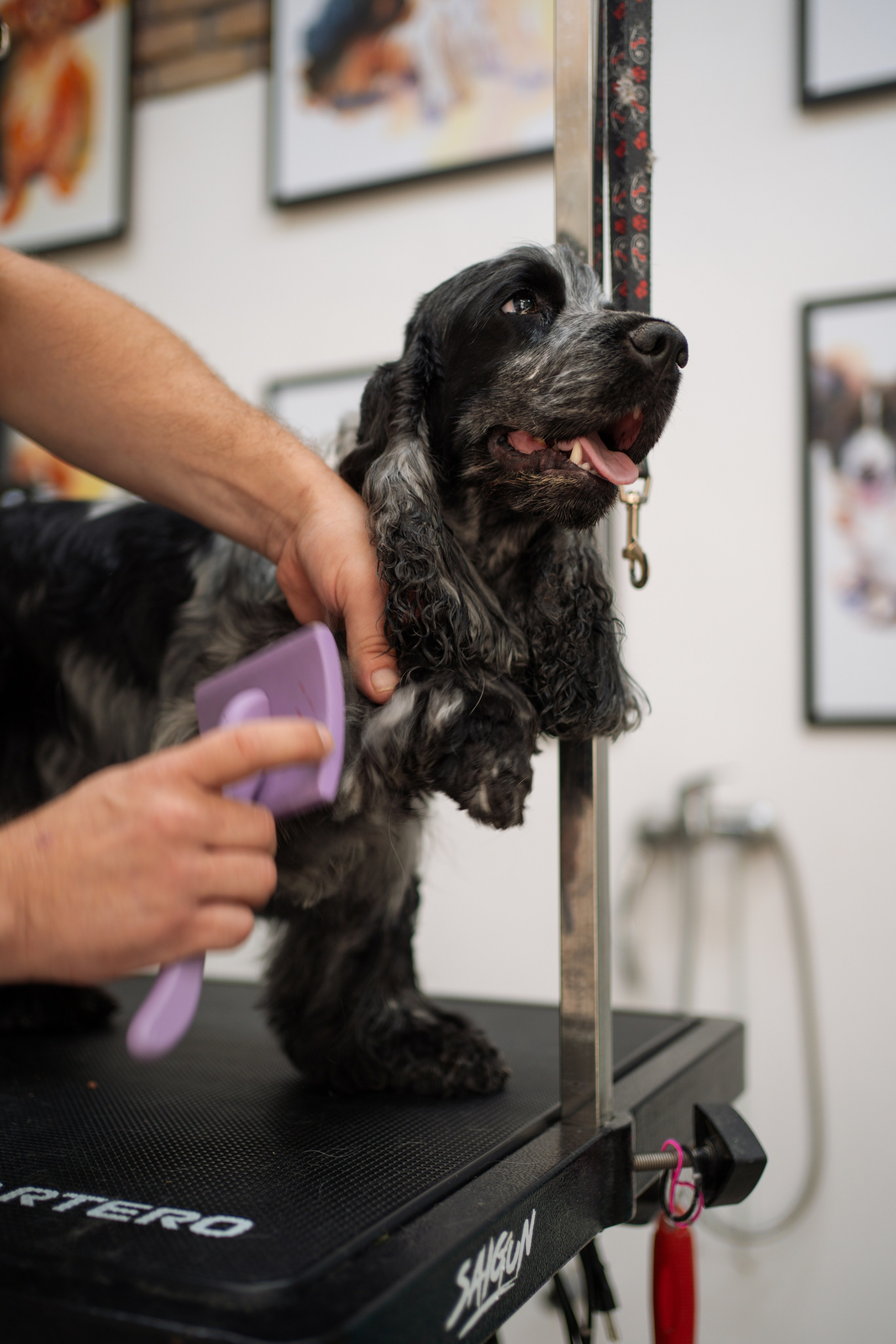 PetGroom Timisoara. Cozac Cristian Photographer