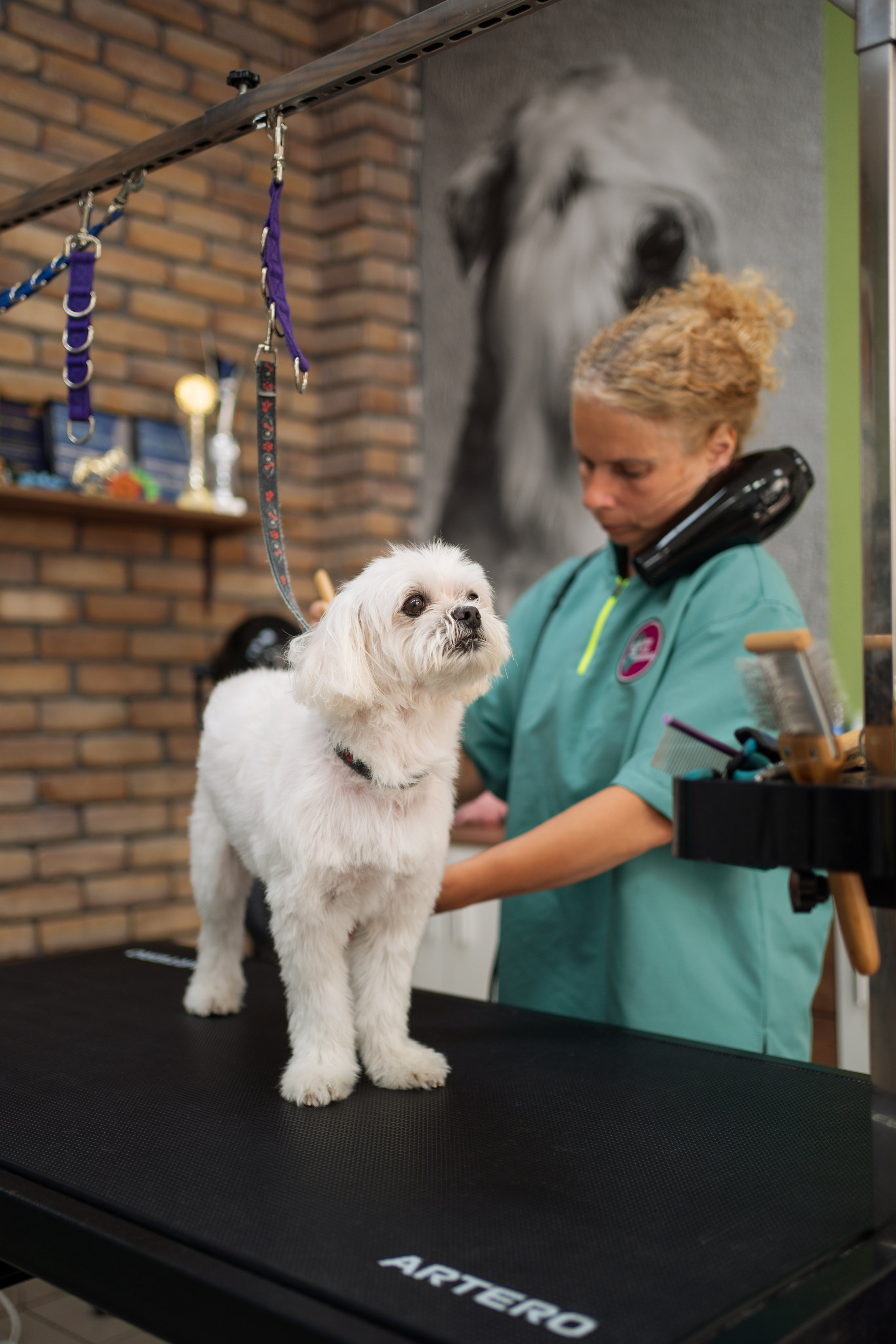 PetGroom Timisoara. Cozac Cristian Photographer