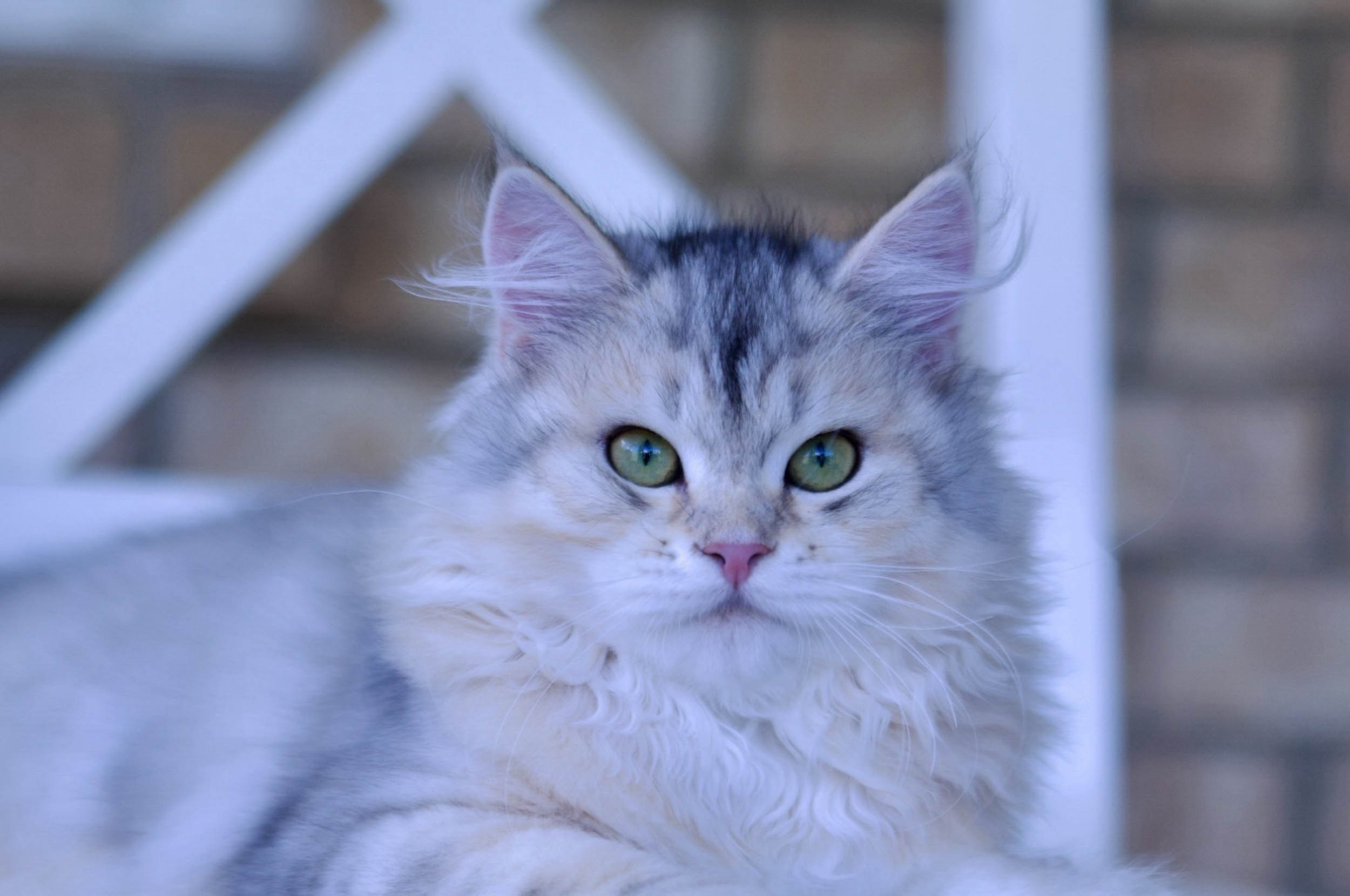 Why choose a Siberian Kitten? | Hypoallergenic Family Cat. Astera Siberians |Hypoallergenic Kittens