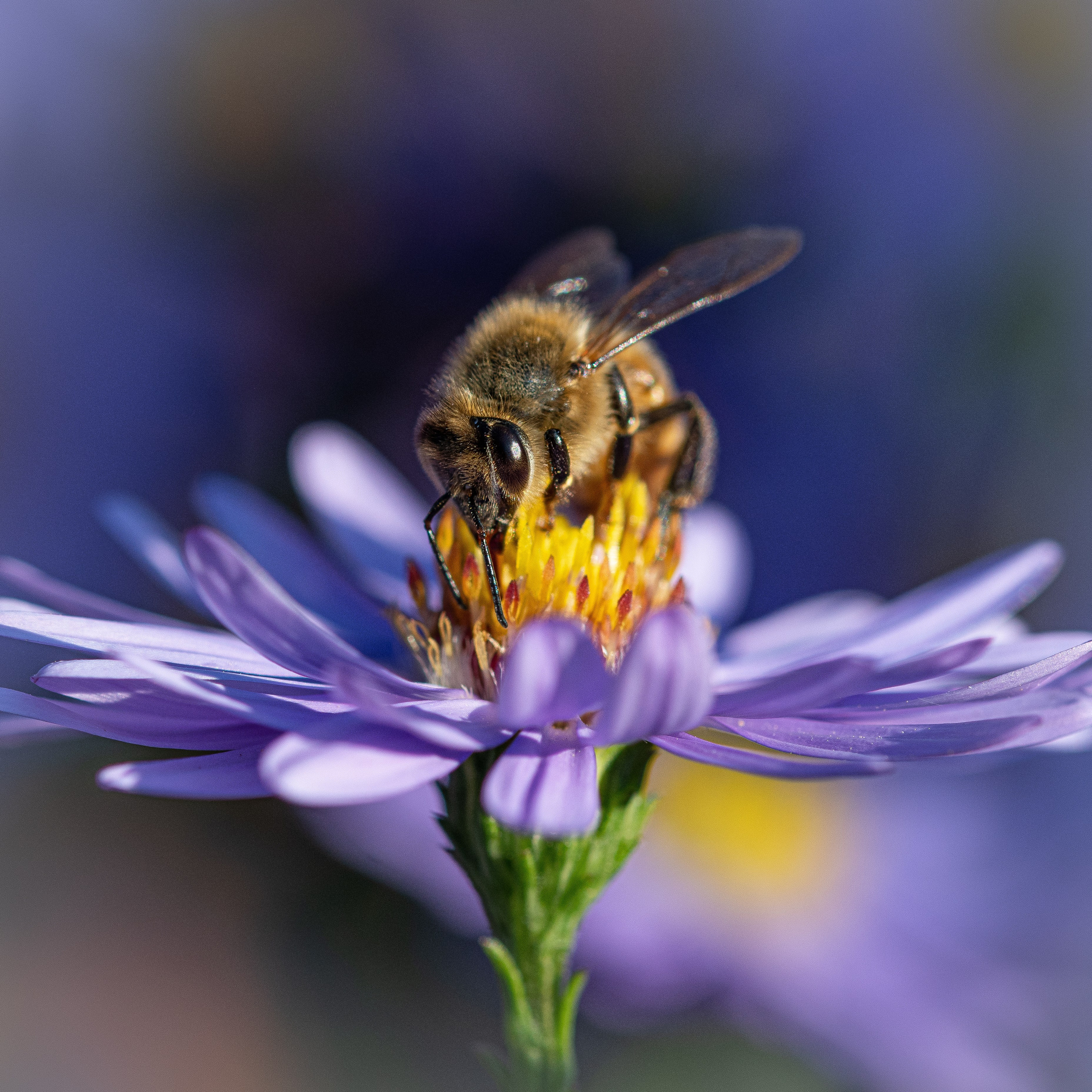 Apicultura Bergadano. “Gianmaria Coscia fotografo per passione”