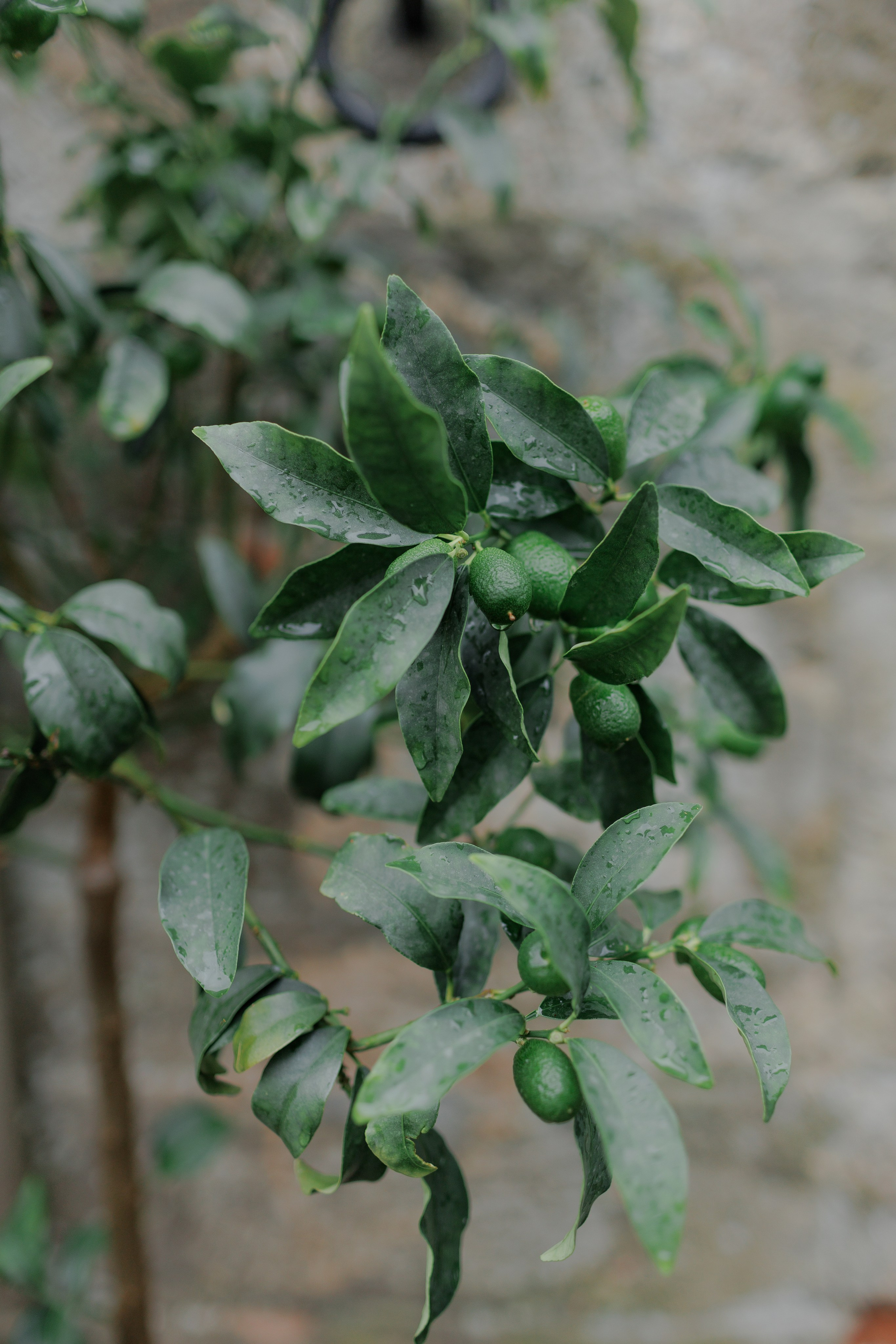 Ekateryna&David wedding in Tuscany. Весільний фотограф Вікторія Саврук