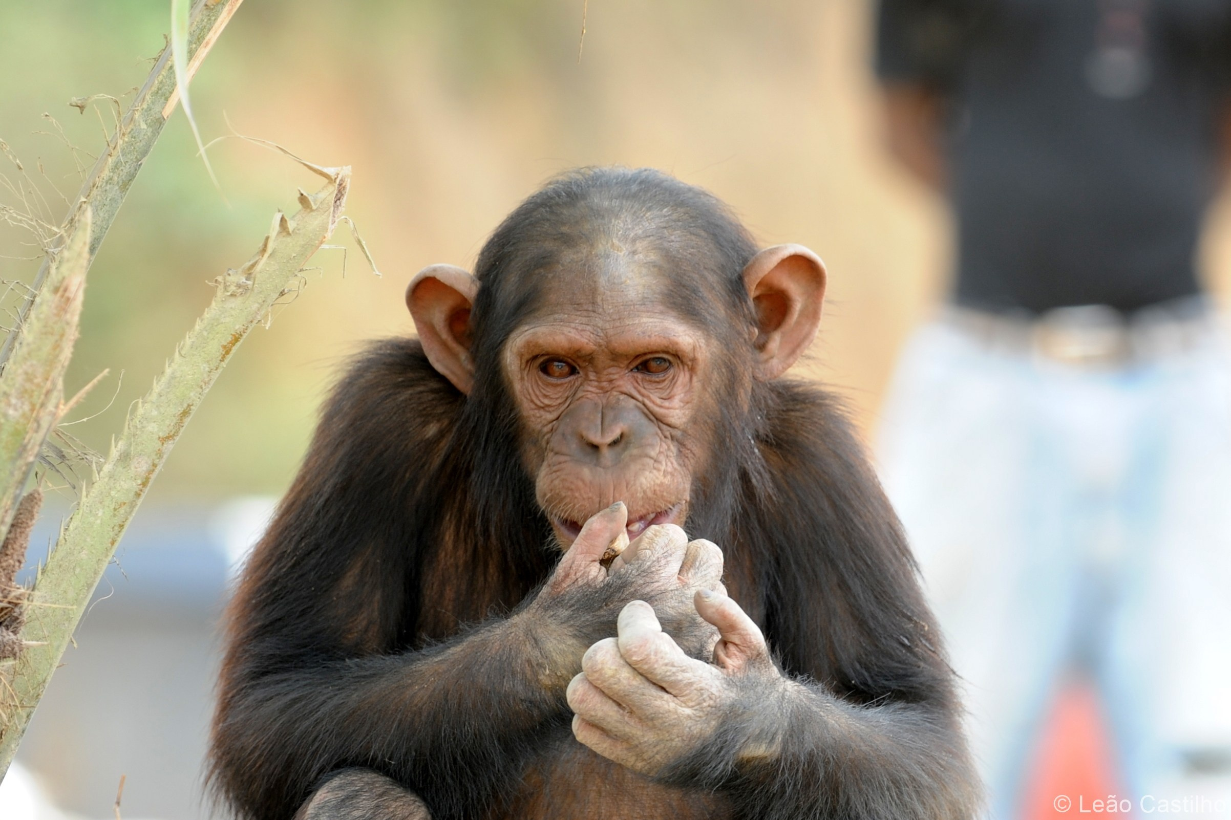 Photos of animals. Simbahalu