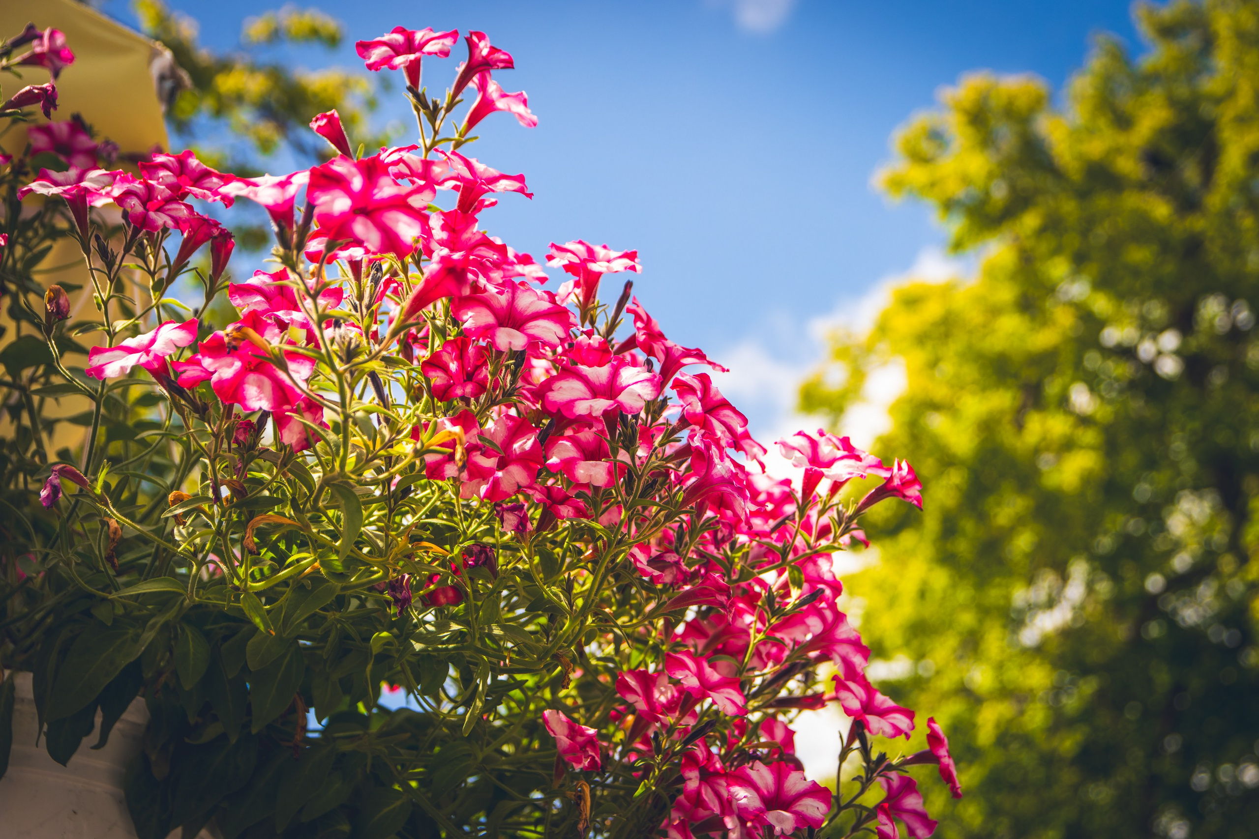 Saarema, reis. Nebula 25 — Fotod teie hingele