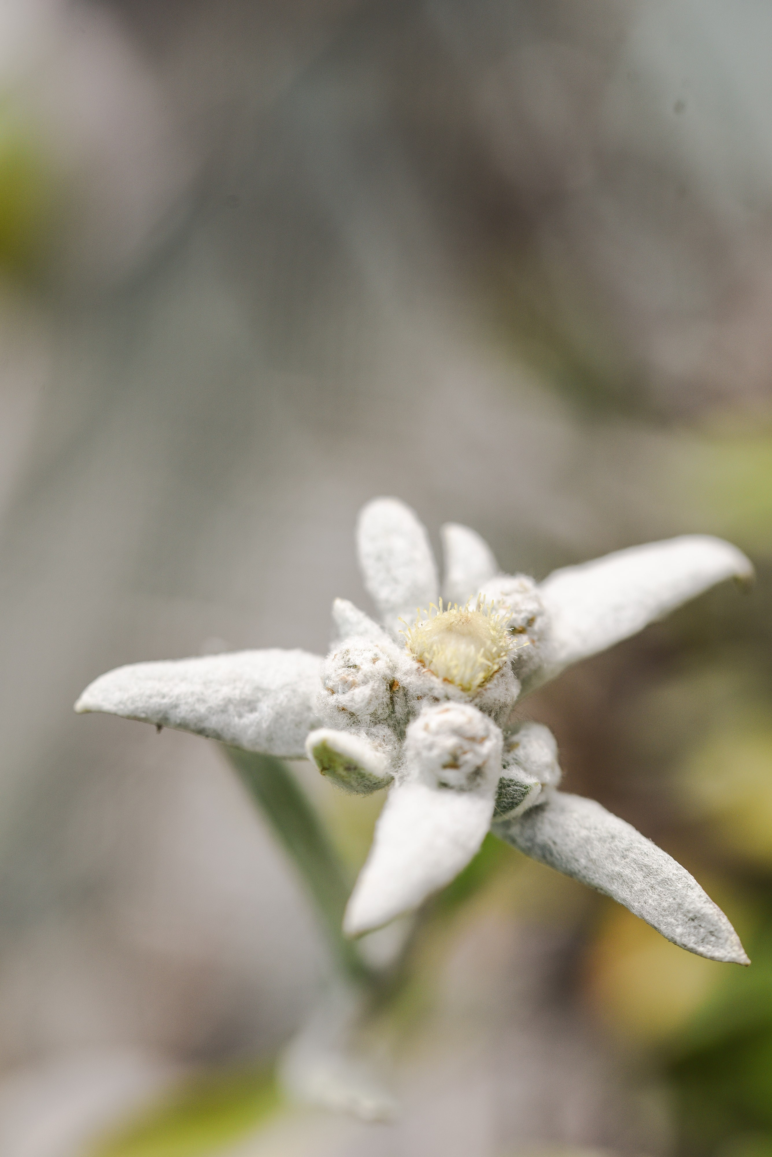 Kräutergarten Wipptal. Familienfotografin aus Sterzing Elena Muehlsteiger