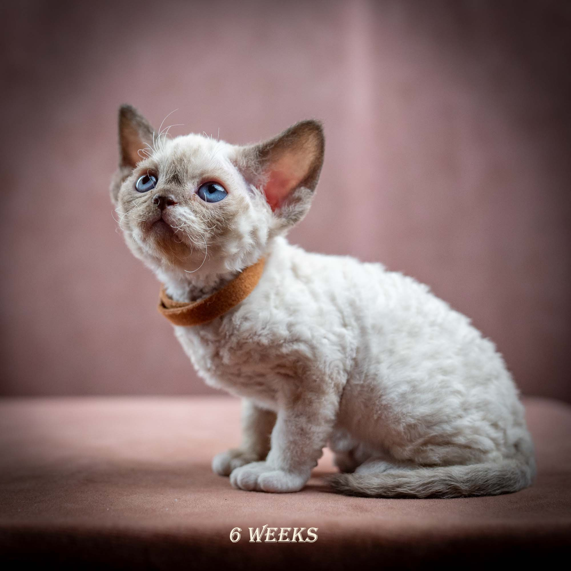 Indy, boy, born 06.01.2025. Devon Rex Pixie Cattery