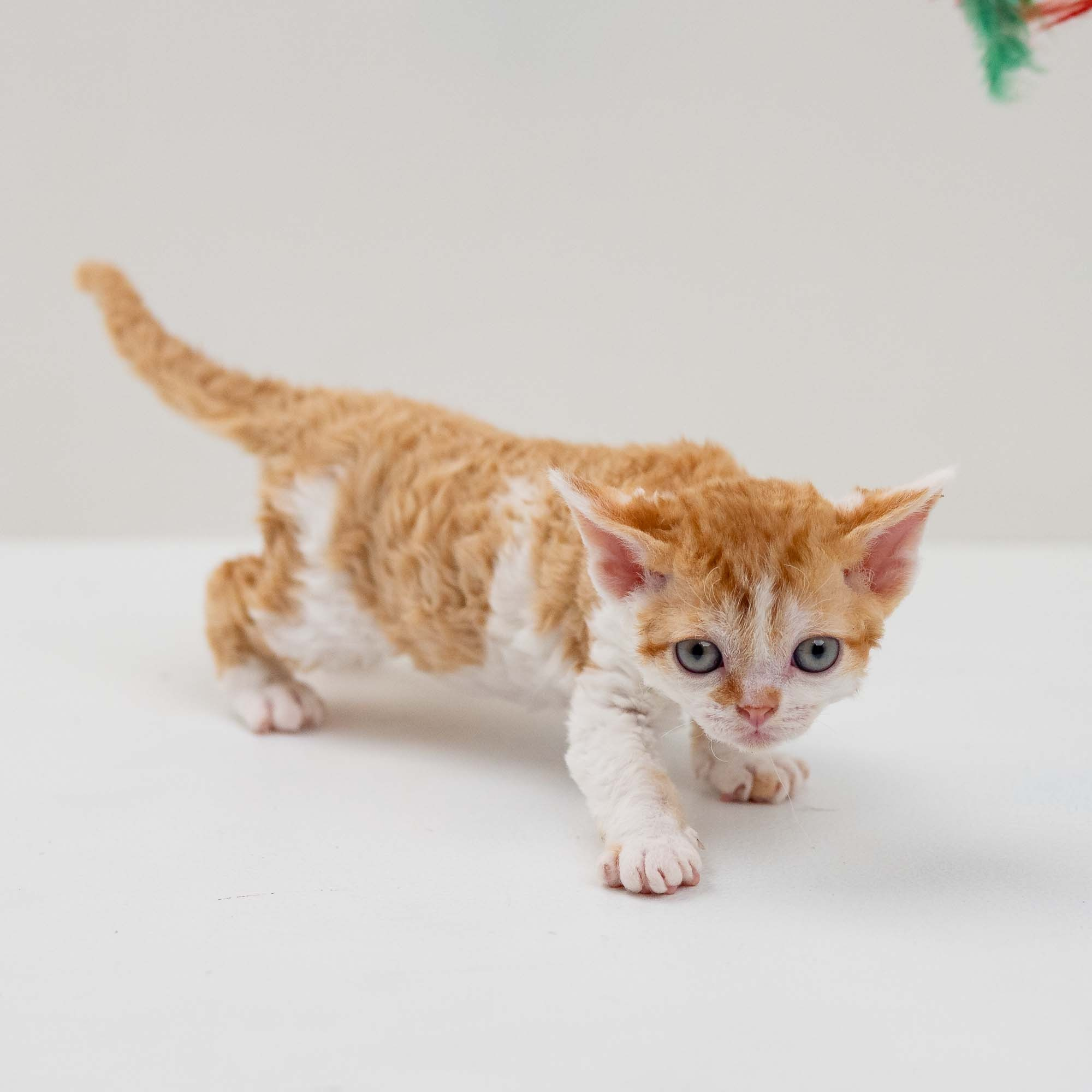 Gary,  boy, born on 01.18.25. Devon Rex Pixie Cattery