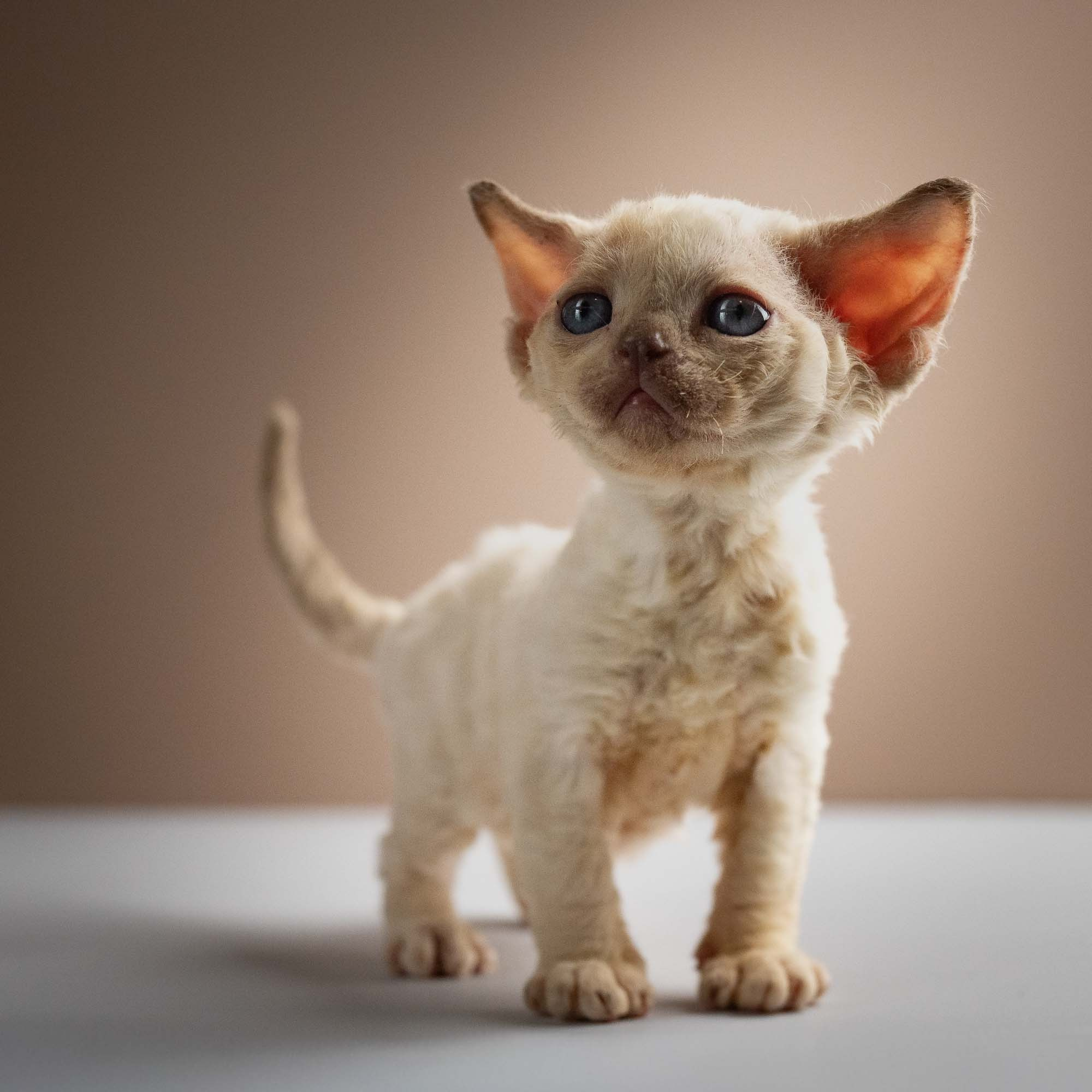 Rosalie,  girl, born 05.08.26. Devon Rex Pixie Cattery