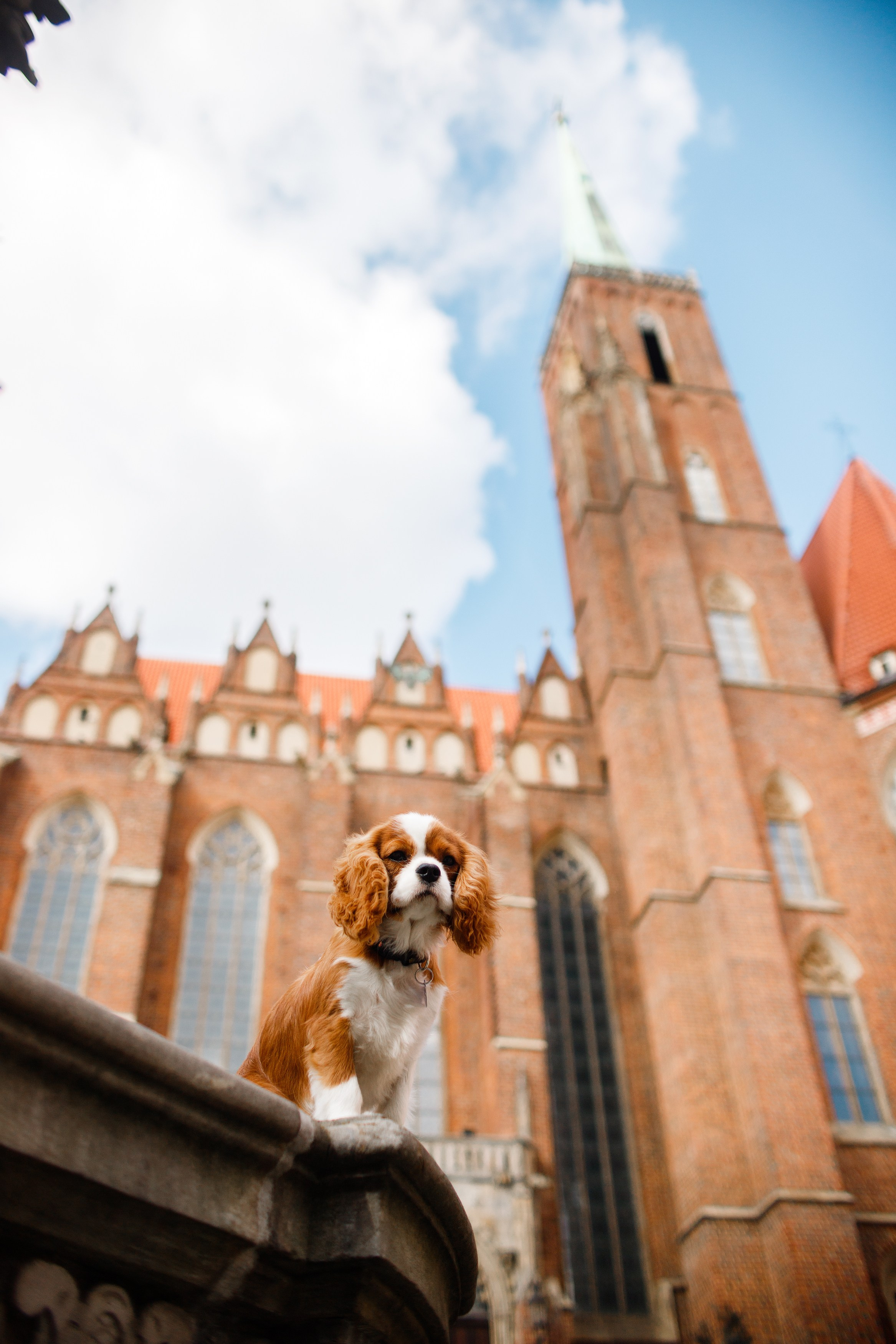 Uliana i Franklin. Kaja | fotograf we Wrocławiu | ludzie i psy