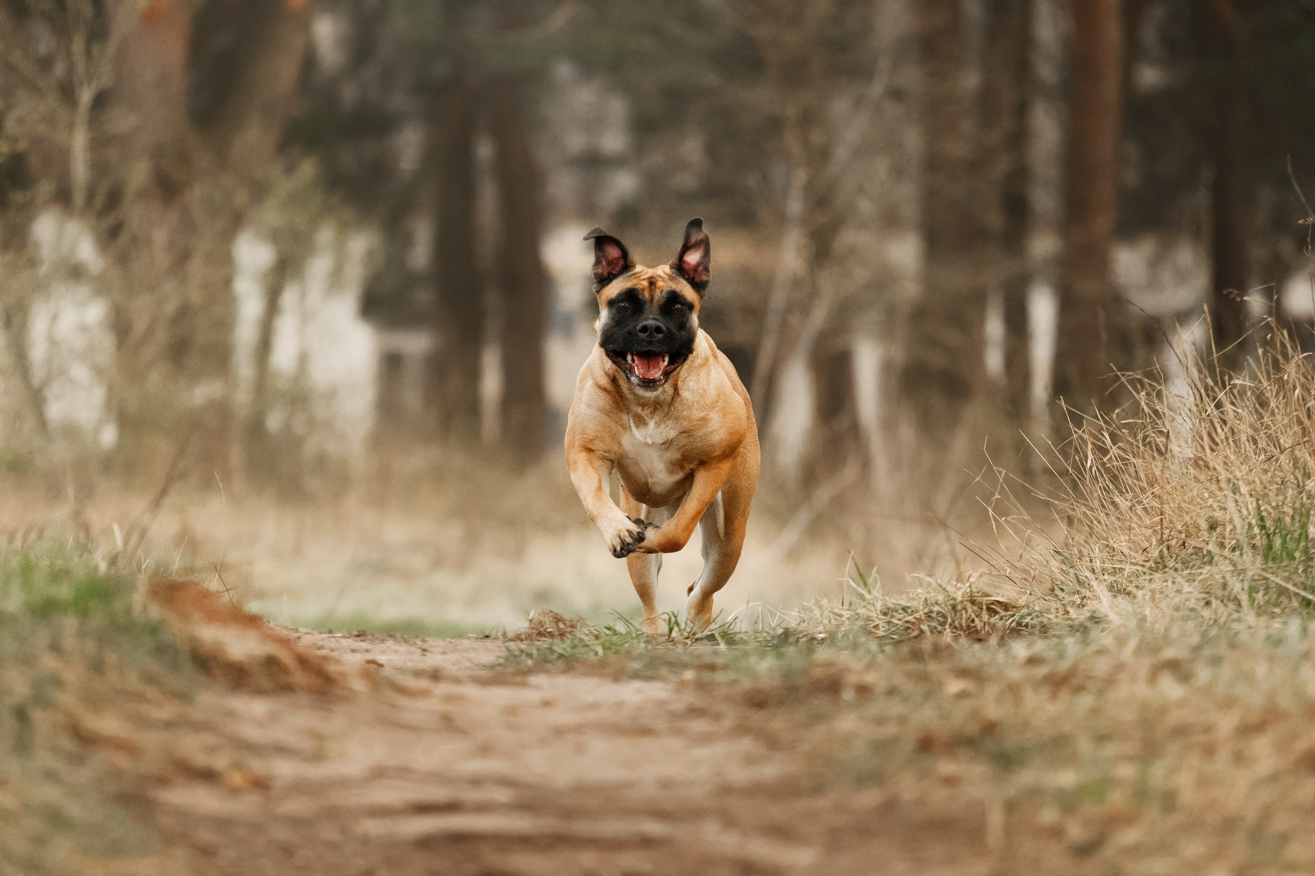 Spring ca de bou. Kaja | fotograf psów we Wrocławiu