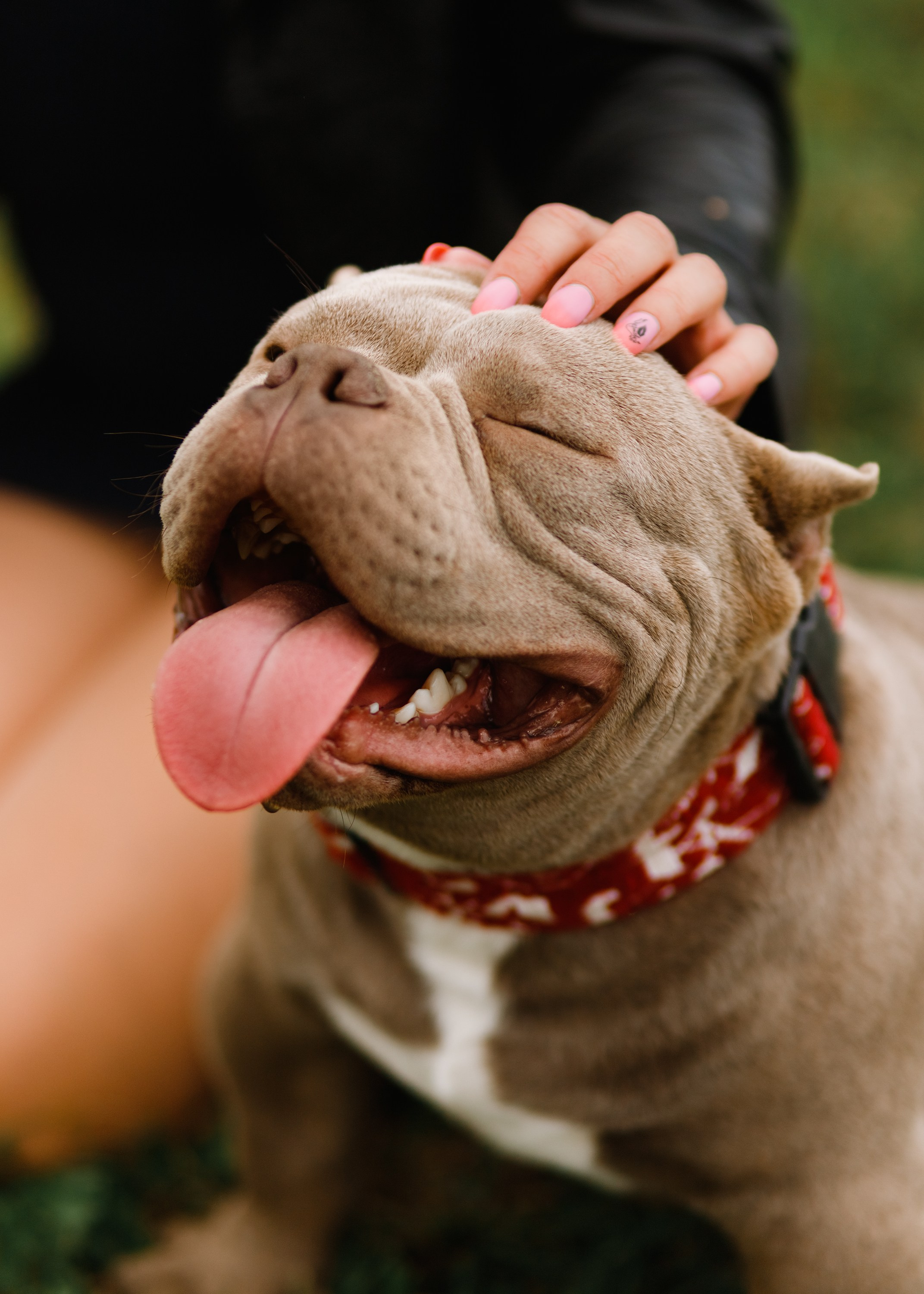 Alesya & her bullies. Kaja | fotograf we Wrocławiu | ludzie i psy