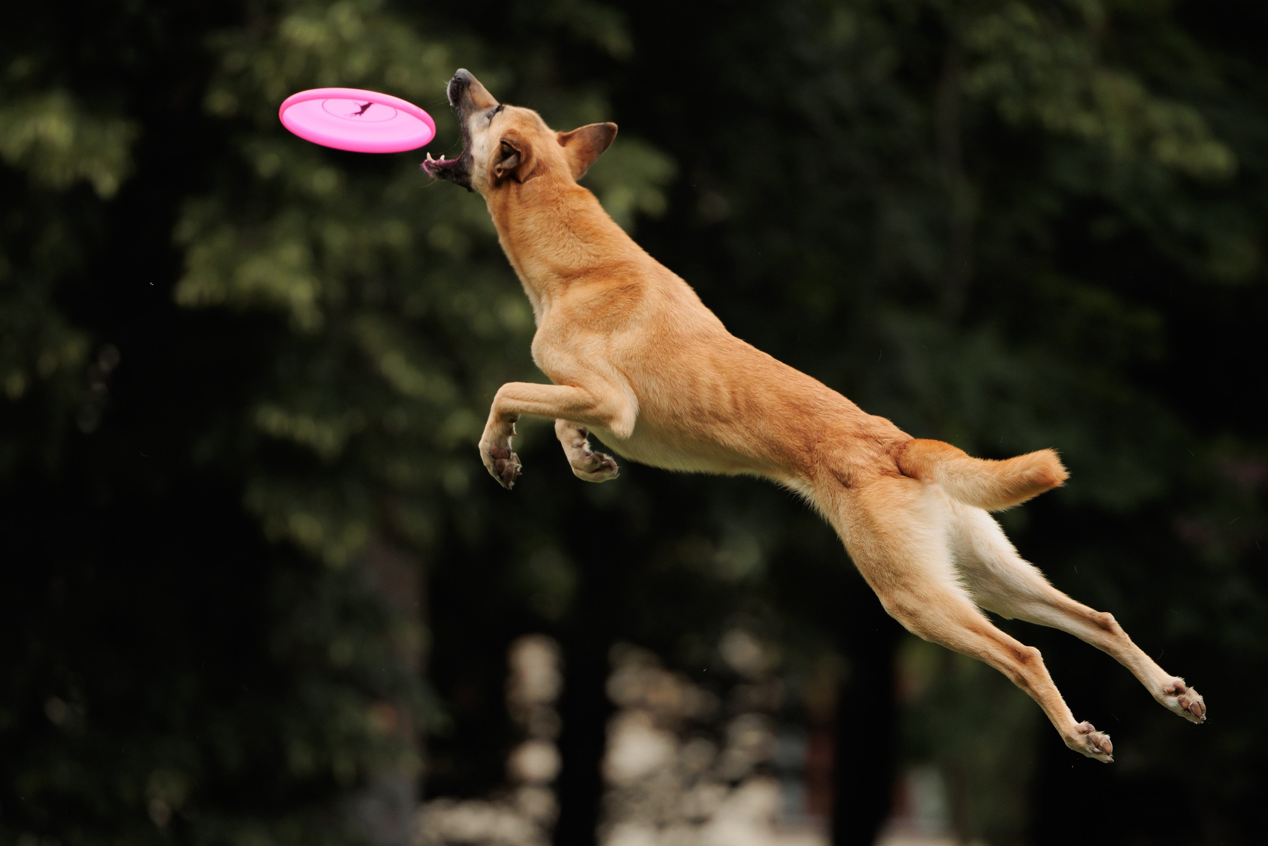 Latające psy, Wrocław'25. Kaja | fotograf psów we Wrocławiu