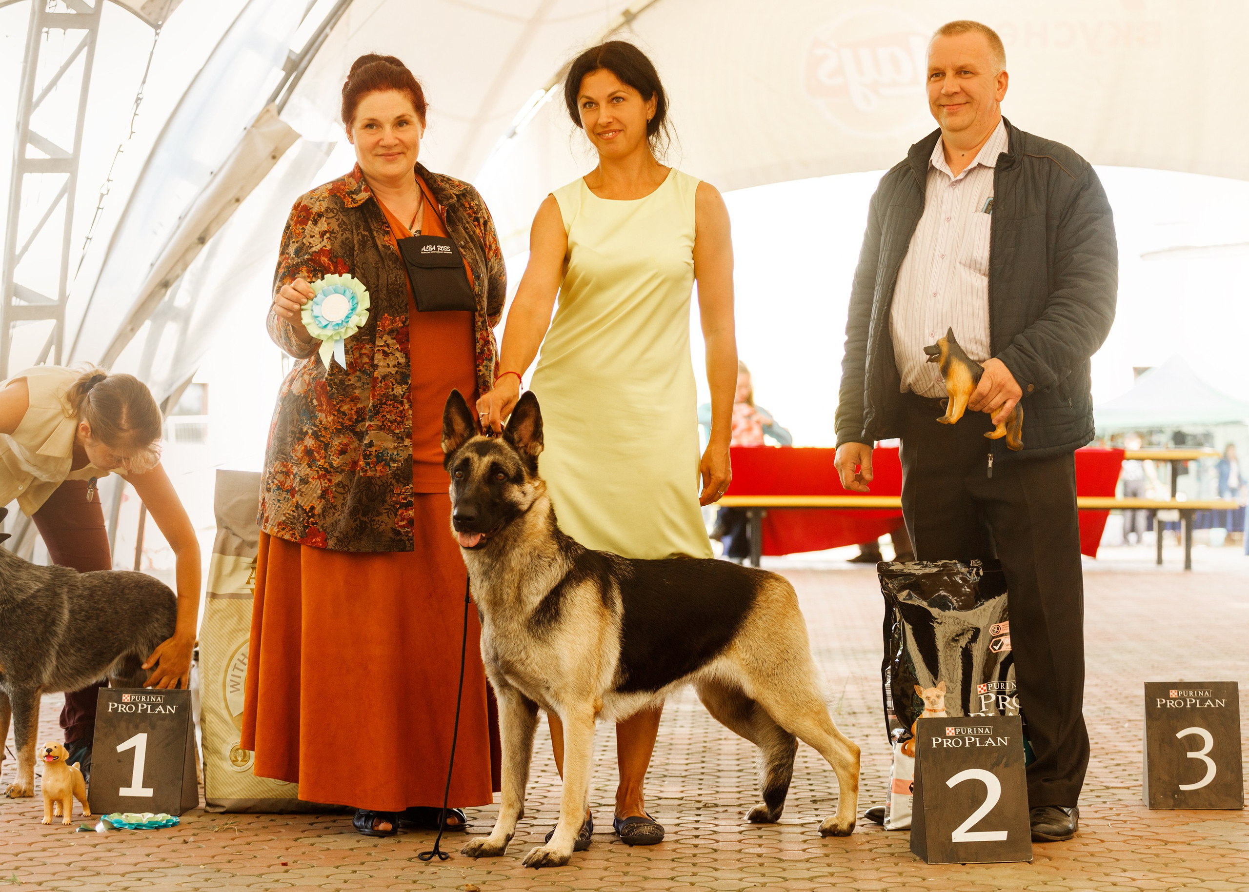 Dog shows | the best ones. Kaja | fotograf psów we Wrocławiu