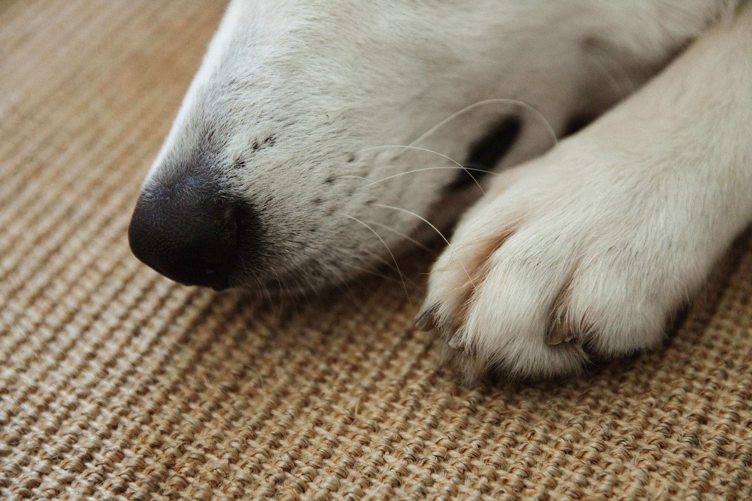 Astra in Leipzig. Kaja | fotograf we Wrocławiu | ludzie i psy