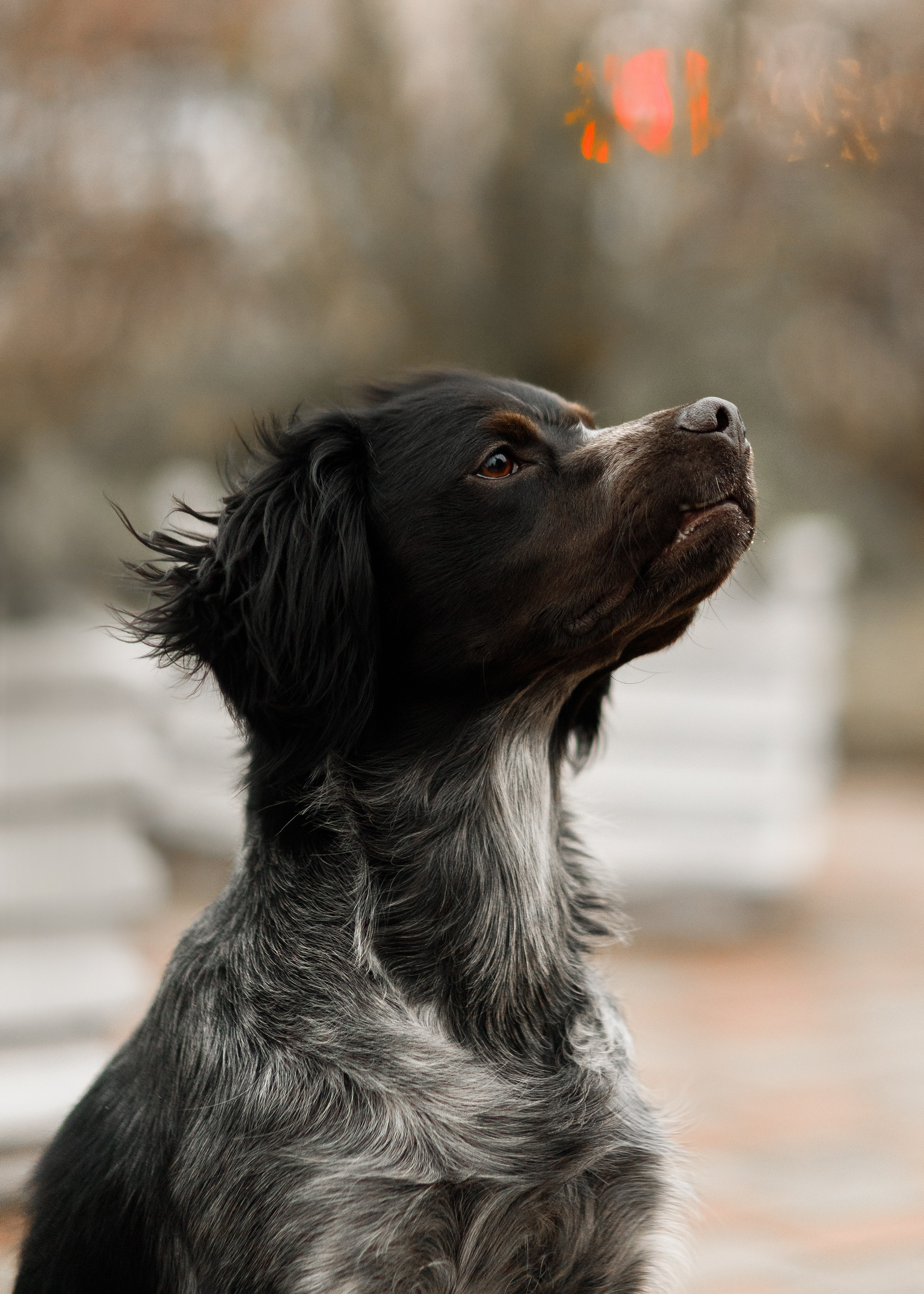 Autumn photo day for dog handler. Kaja | fotograf we Wrocławiu | ludzie i psy