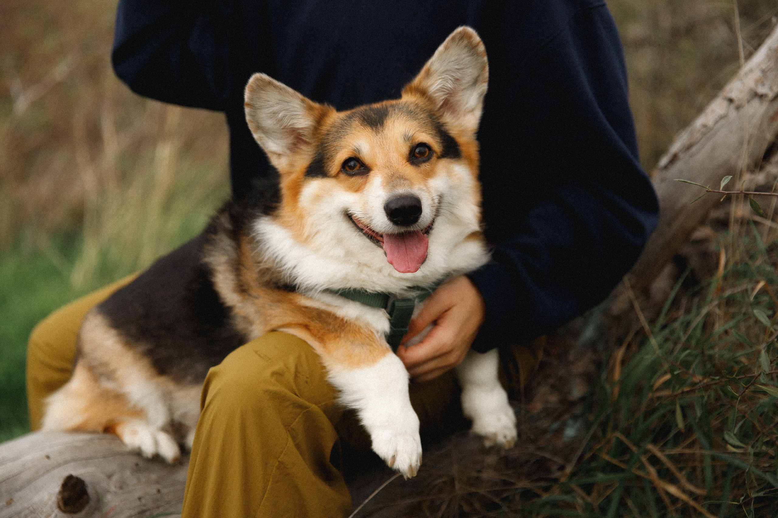 Sasha & Leonid. Kaja | fotograf psów we Wrocławiu