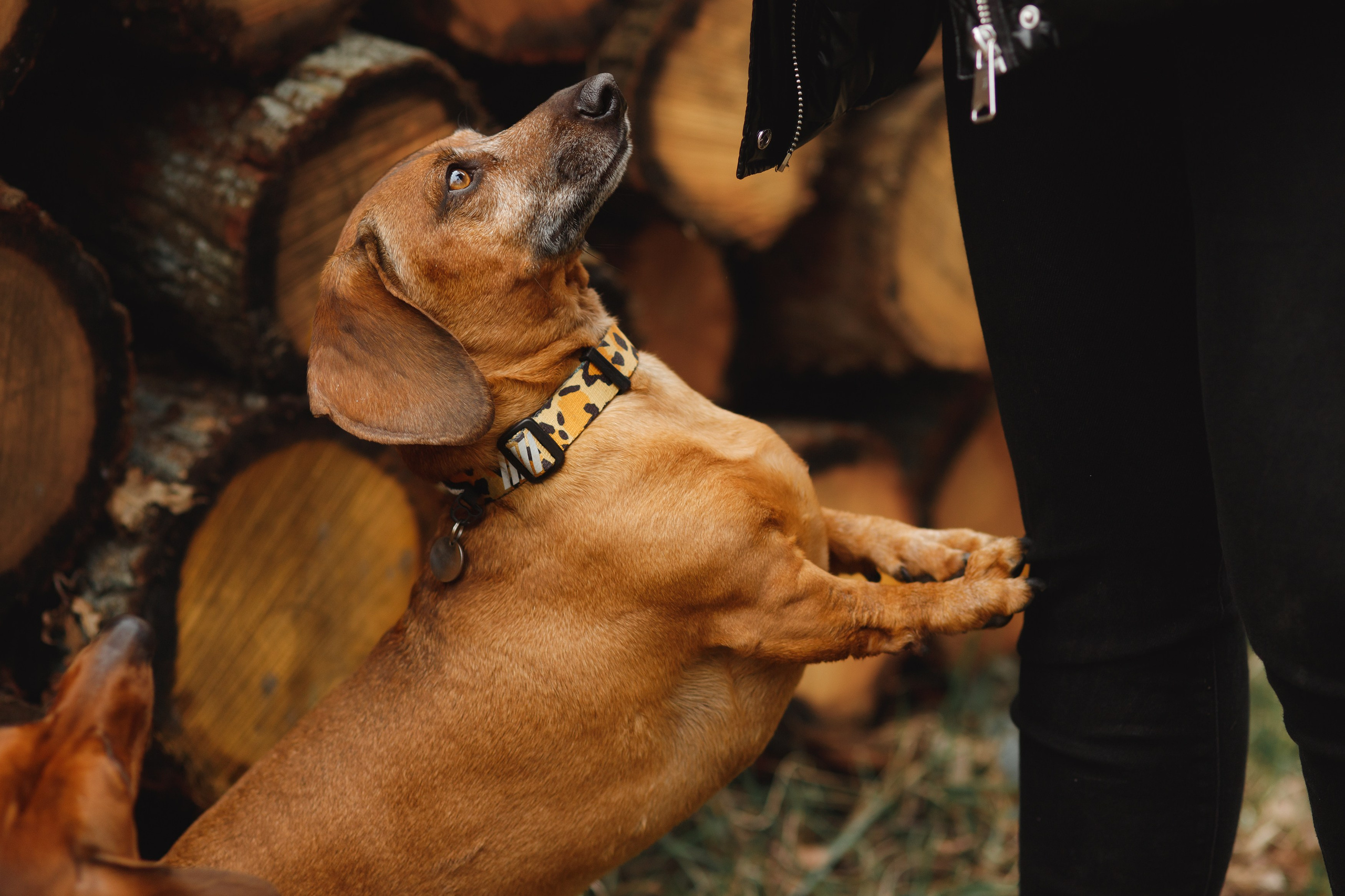 Ania, Franek & Vincent. Kaja | fotograf psów we Wrocławiu