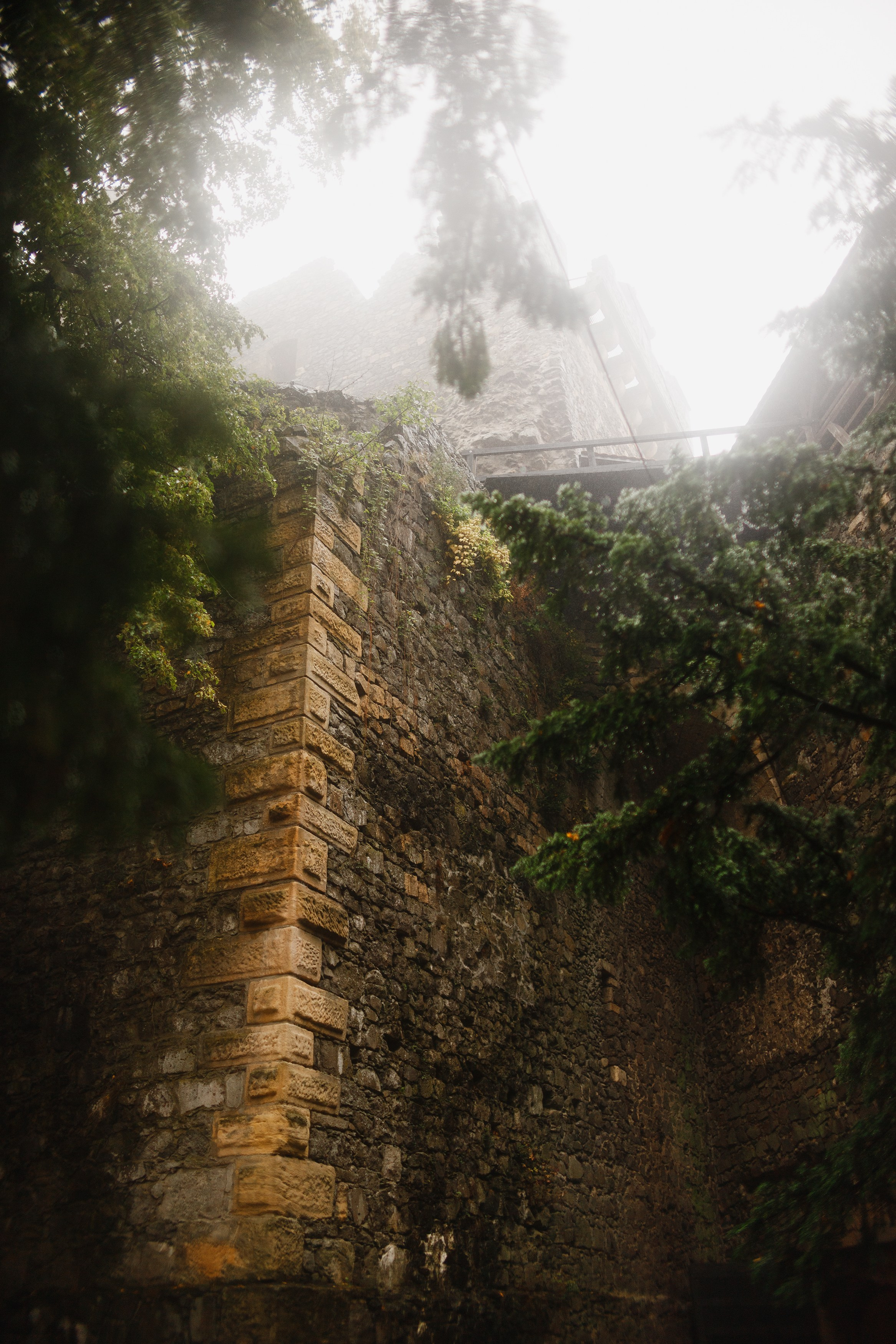 Zamek Grodziec. Kaja | fotograf psów we Wrocławiu