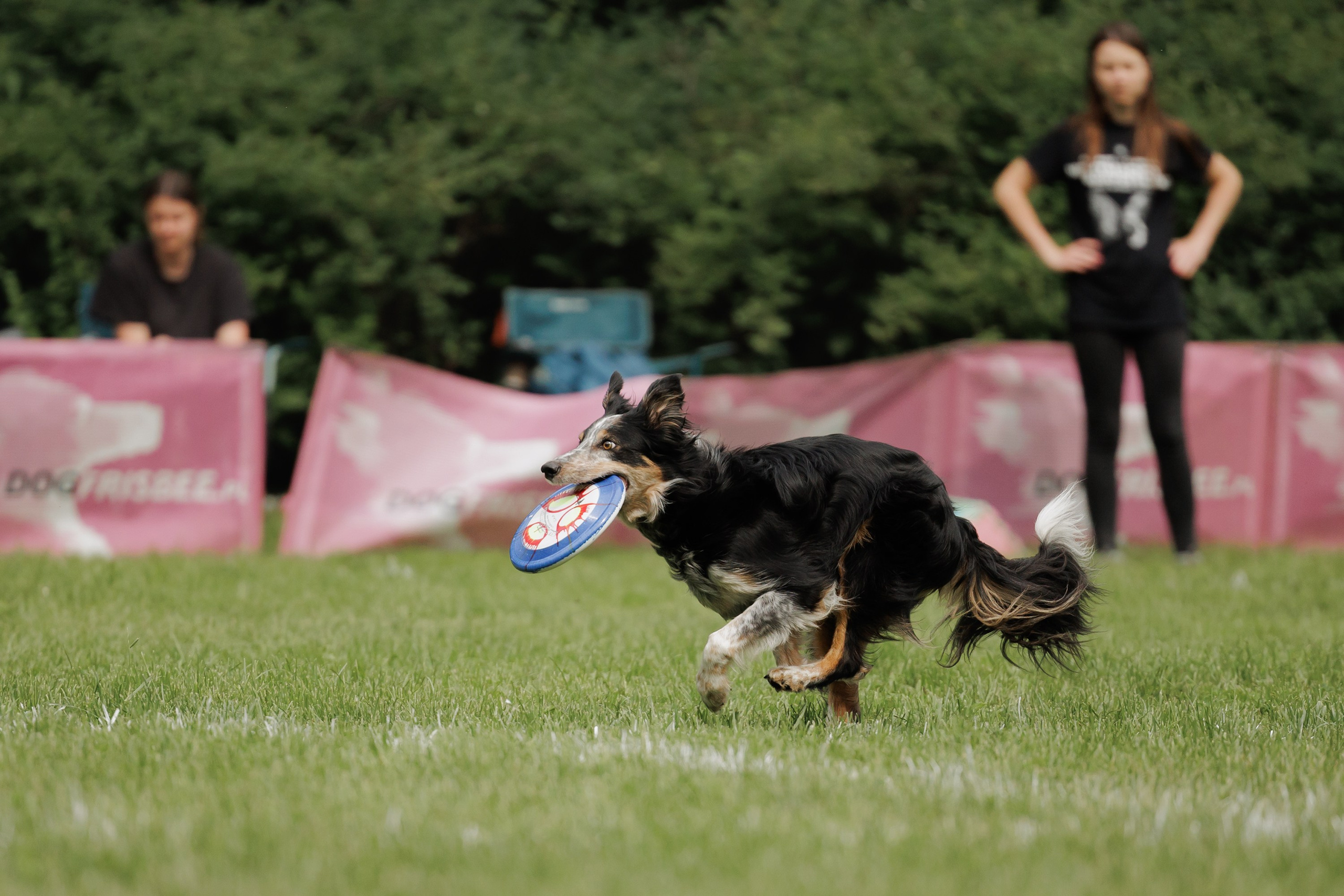 Latające psy, Wrocław'25. Kaja | fotograf psów we Wrocławiu