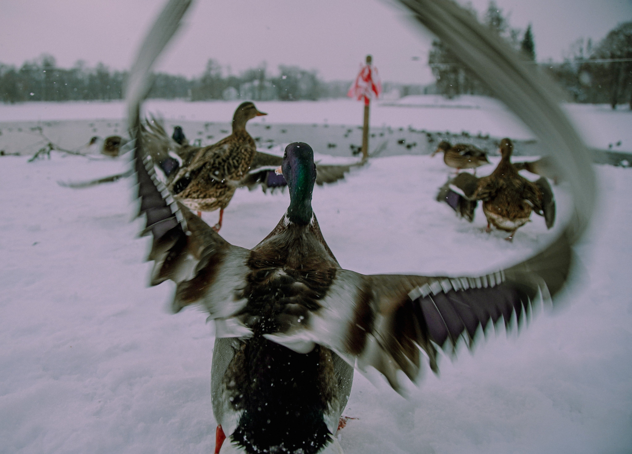Пернатый психоз. Стрит-фотография, полная абсурда, идиотизма и красоты