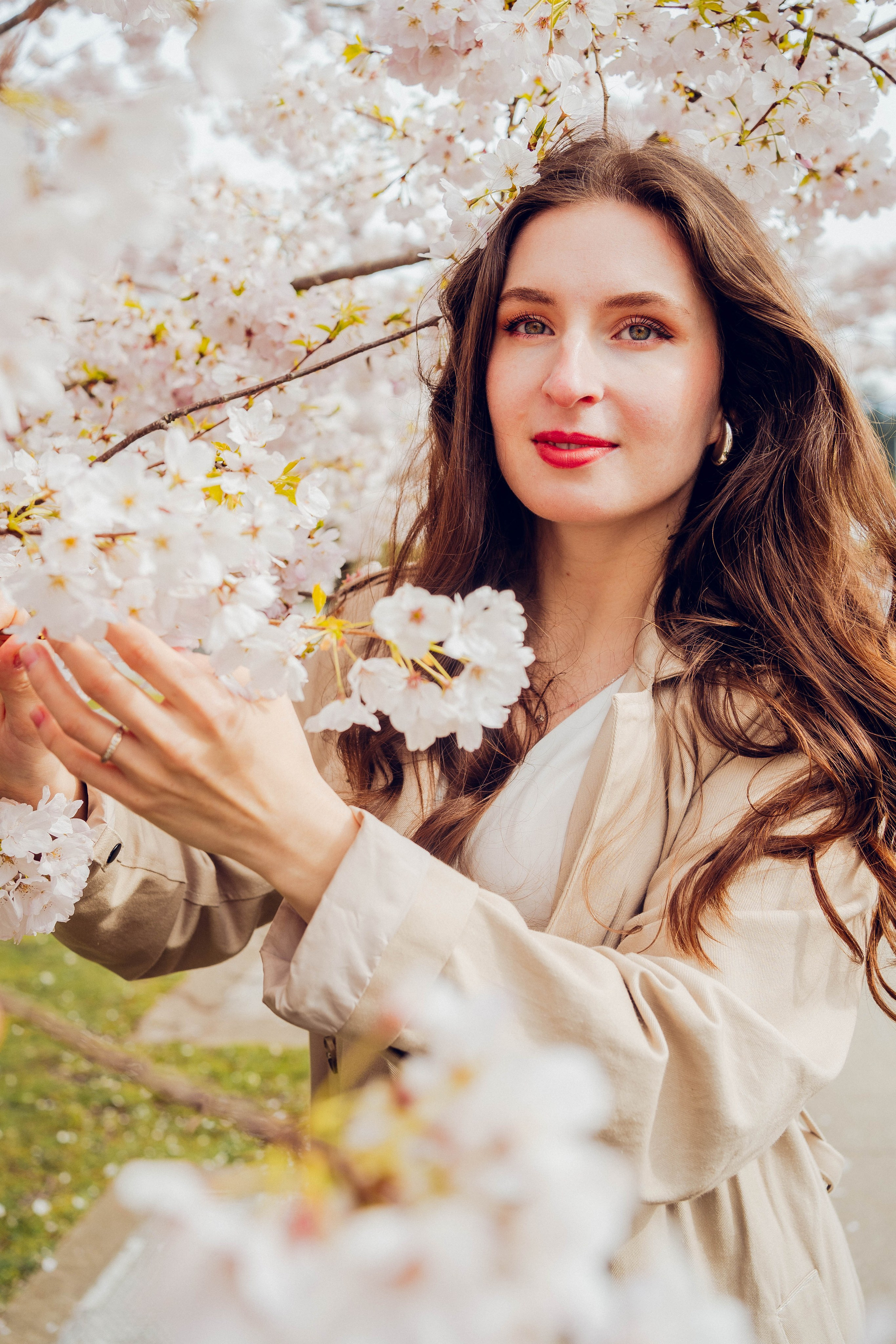 Cherry blossom. Main