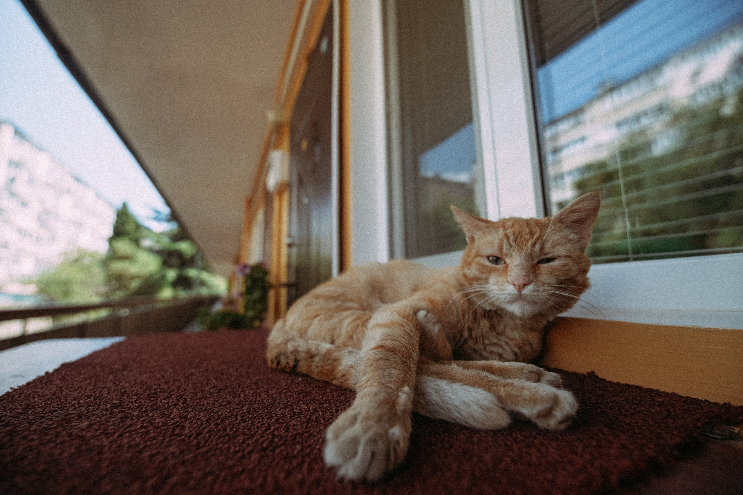 Кот шпедингера. Стрит-фотография, полная абсурда, идиотизма и красоты