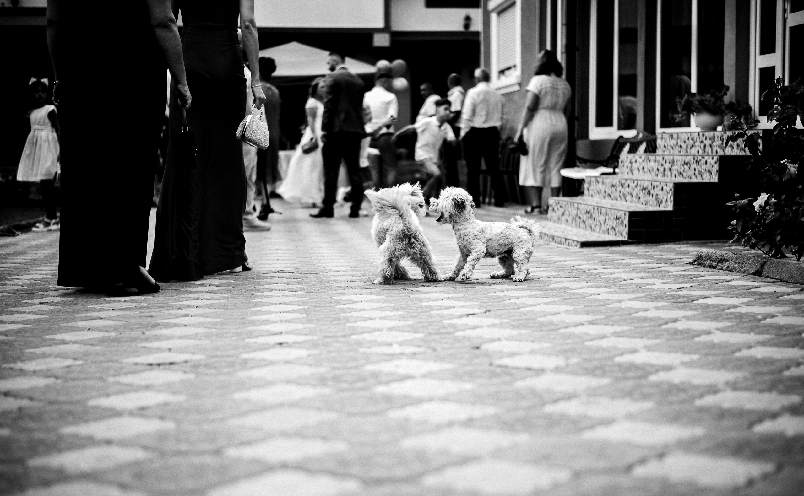 N2. Fotograf Nuntă și Evenimente în Târgoviște | George Necatu