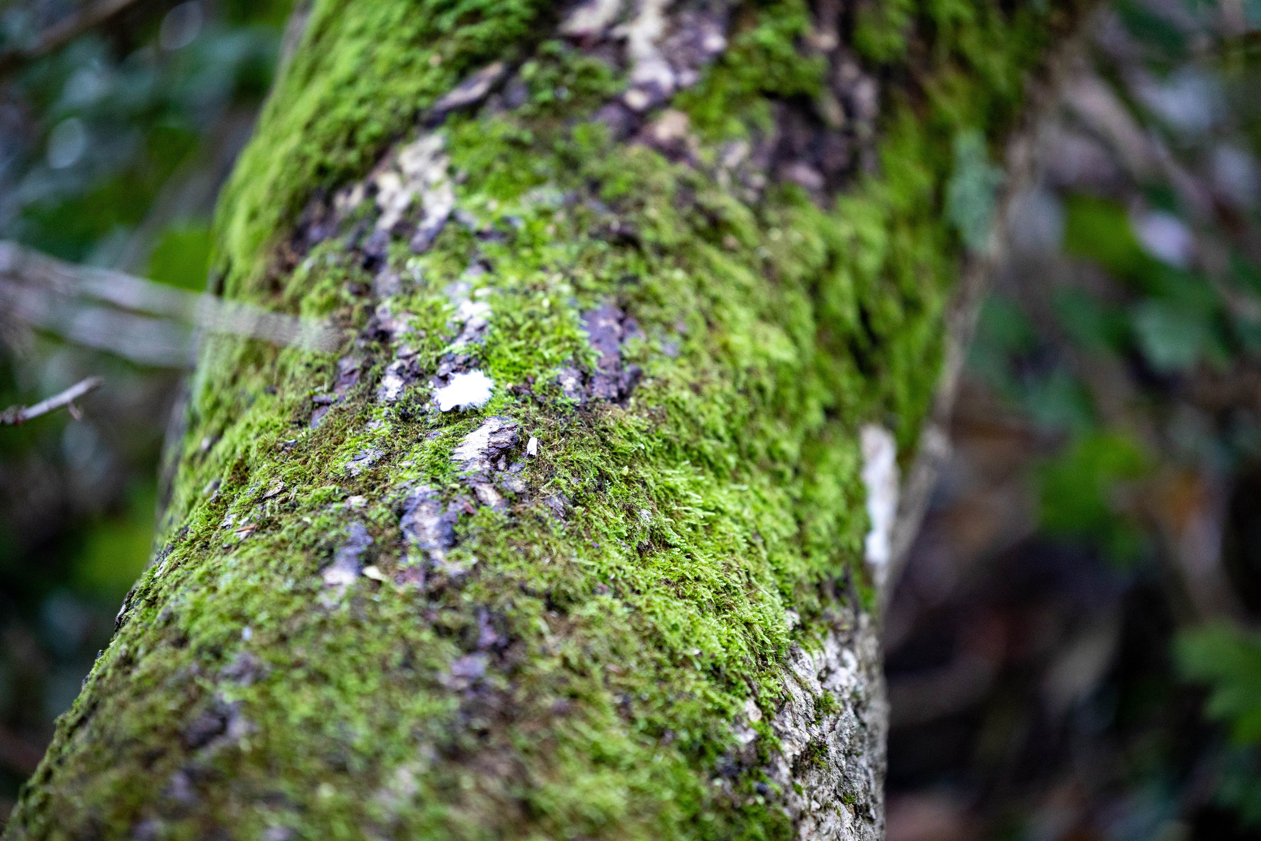 Efterår. Fotograf Aarhus | Portrætfoto Århus | Flotte billeder