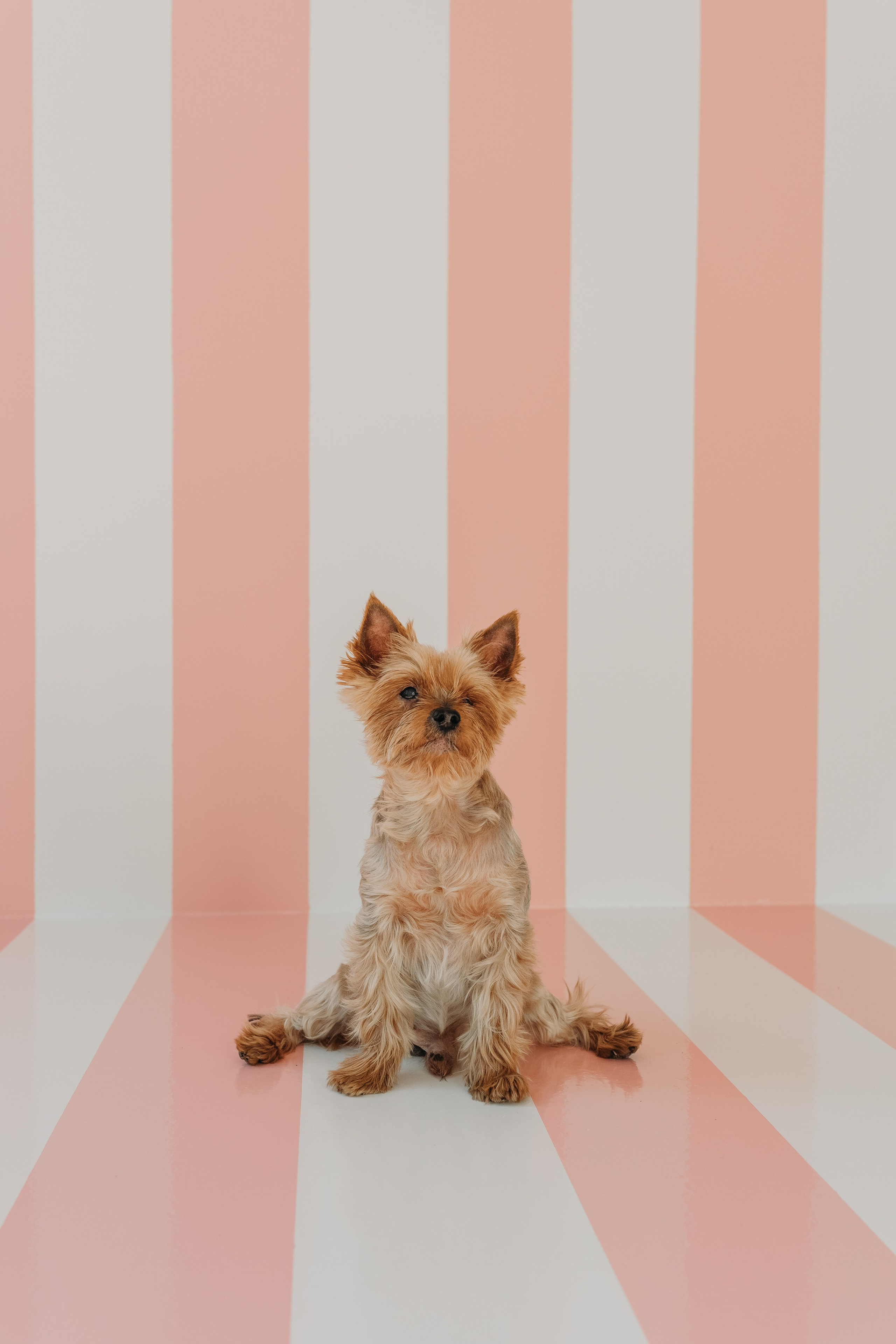 Wallun perhe. Wedding and portrait photographer in Helsinki Vickan O