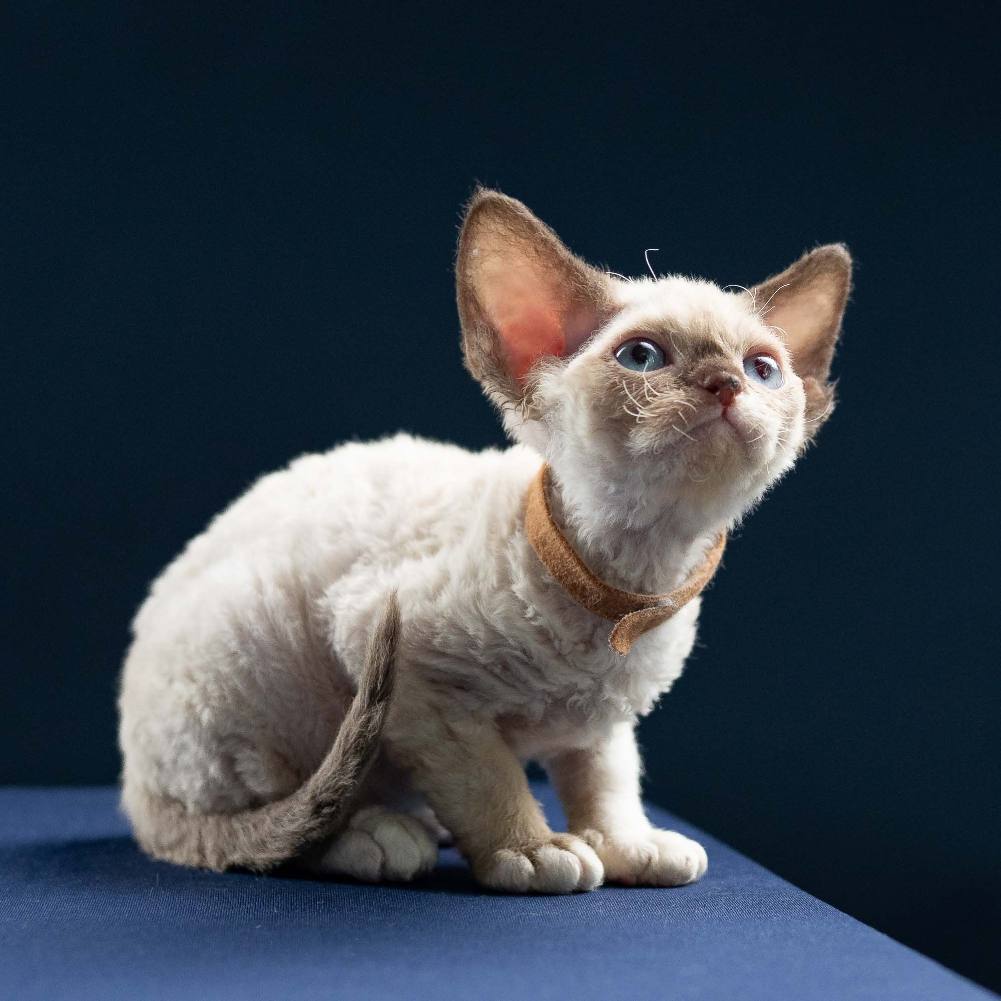 Indy, boy, born 06.01.2025. Devon Rex Pixie Cattery