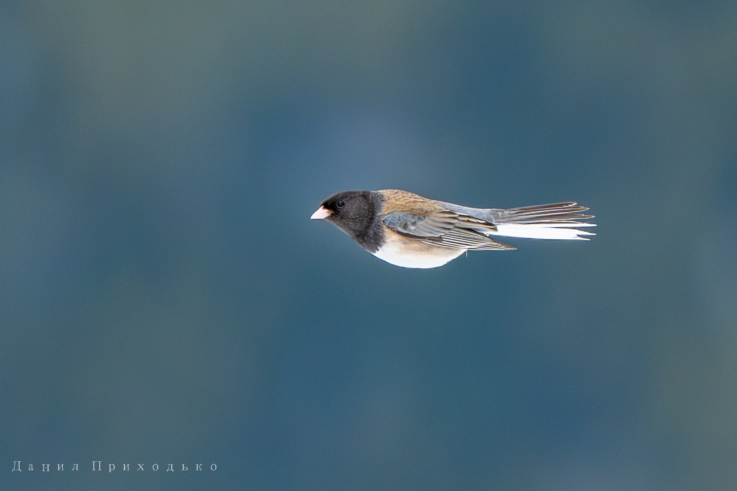 Danil Prikhodko Photography