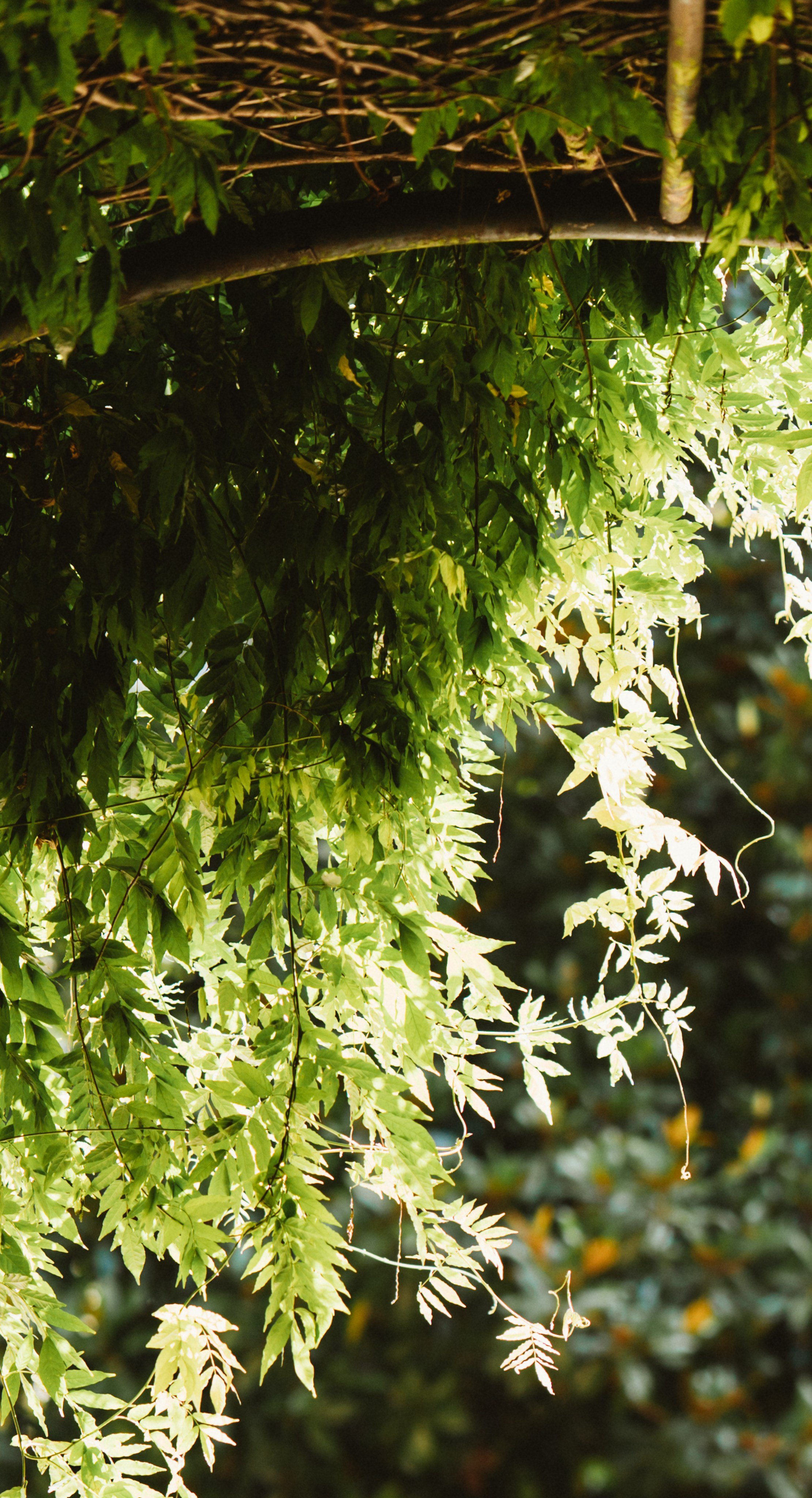 Алёна. Family photographer in Oviedo — Yana Razina