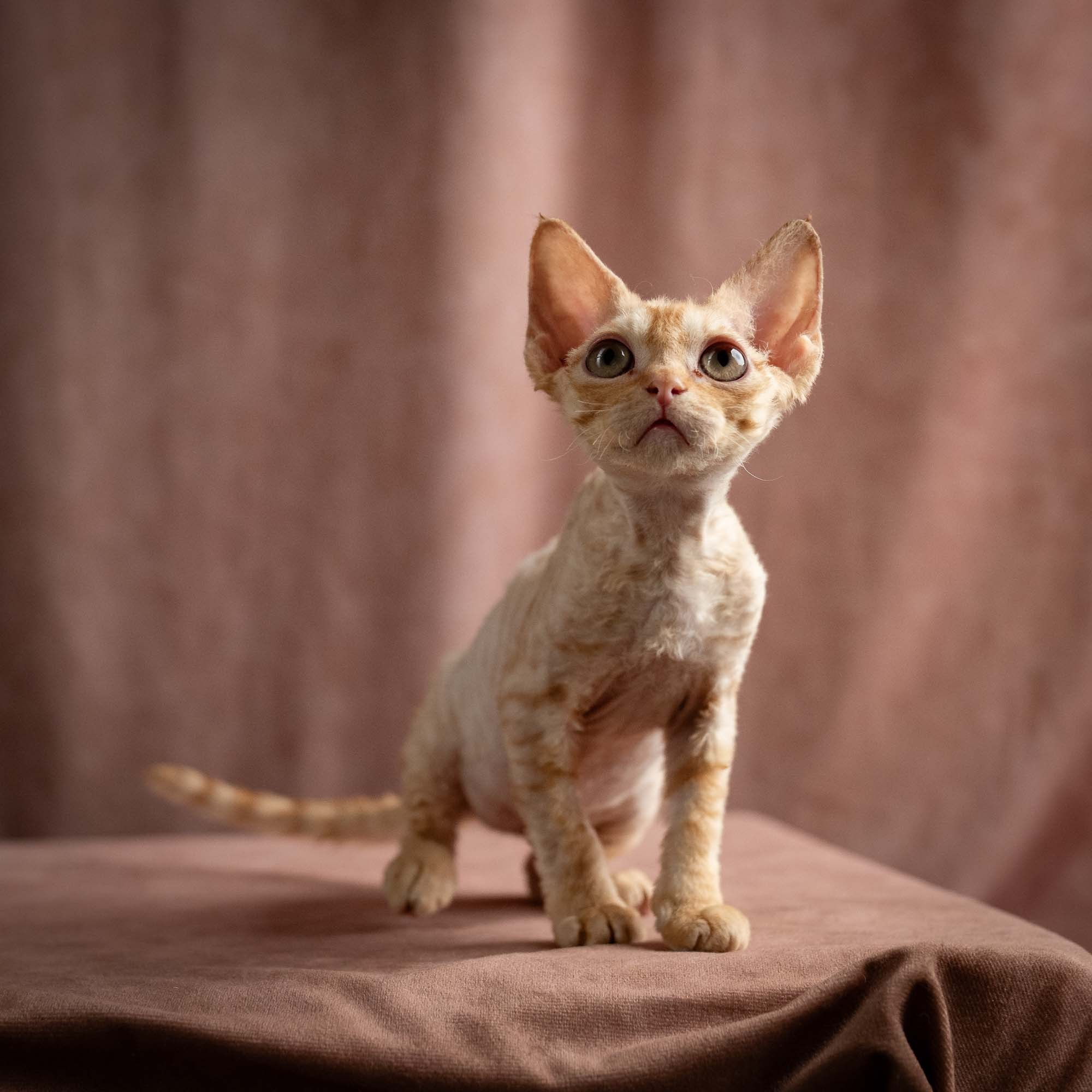Piper, girl, born 02.11.26. Devon Rex Pixie Cattery
