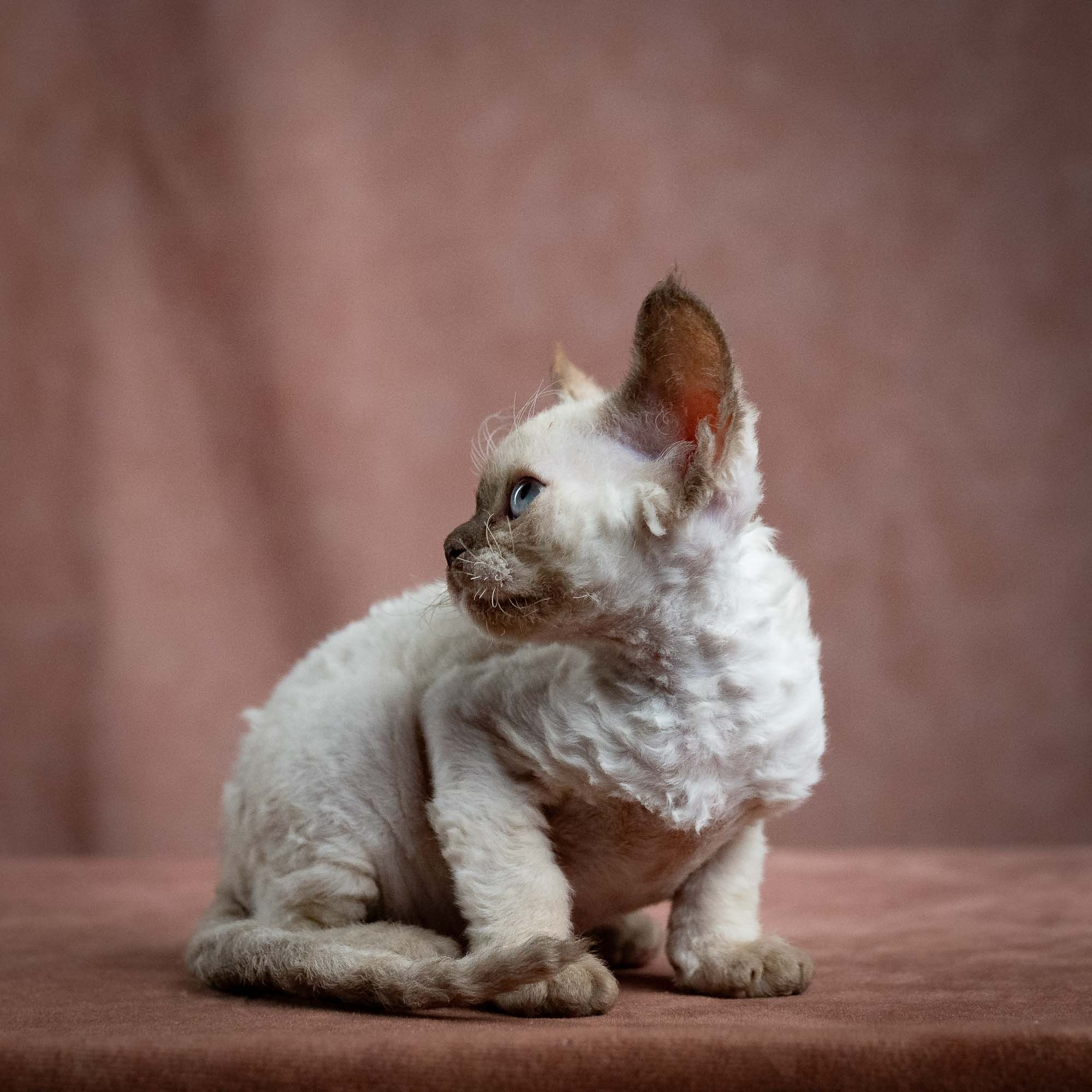 Luna, girl, born 12.20.2025. Devon Rex Pixie Cattery