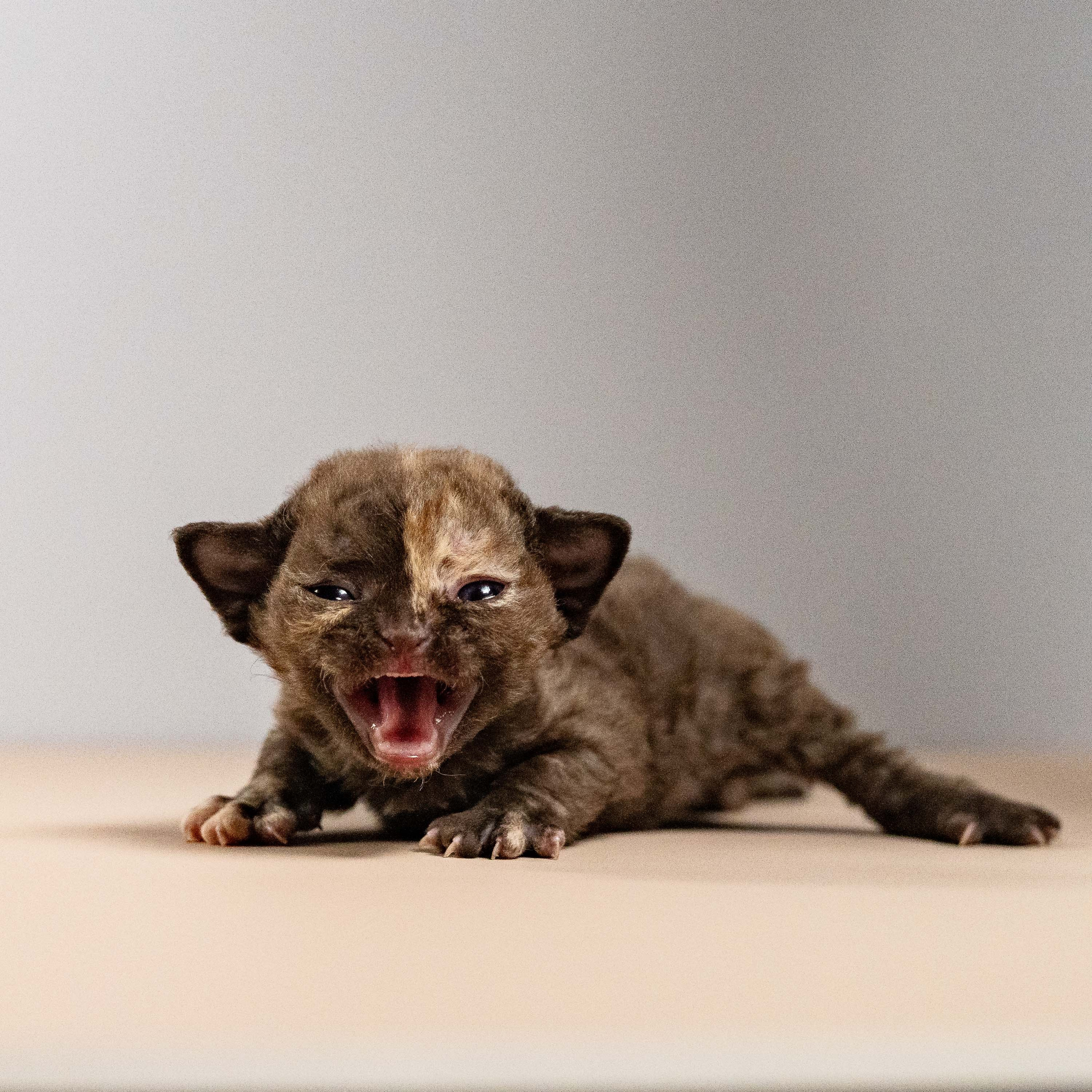 Mocha, girl, born 01.15.26. Devon Rex Pixie Cattery