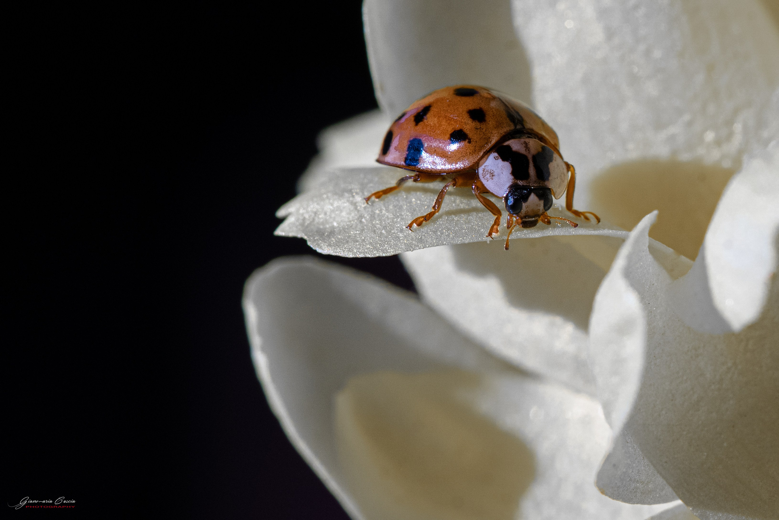 Insetti Simpatici. “Gianmaria Coscia fotografo per passione”
