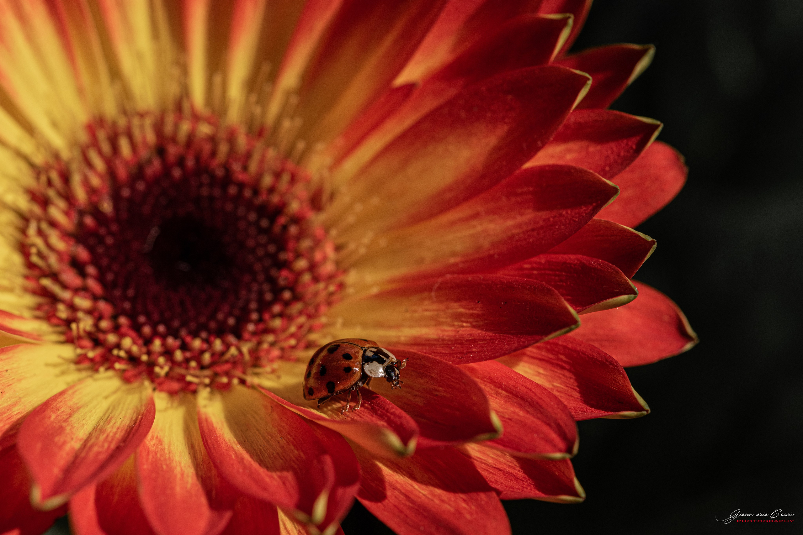 “Gianmaria Coscia fotografo per passione”