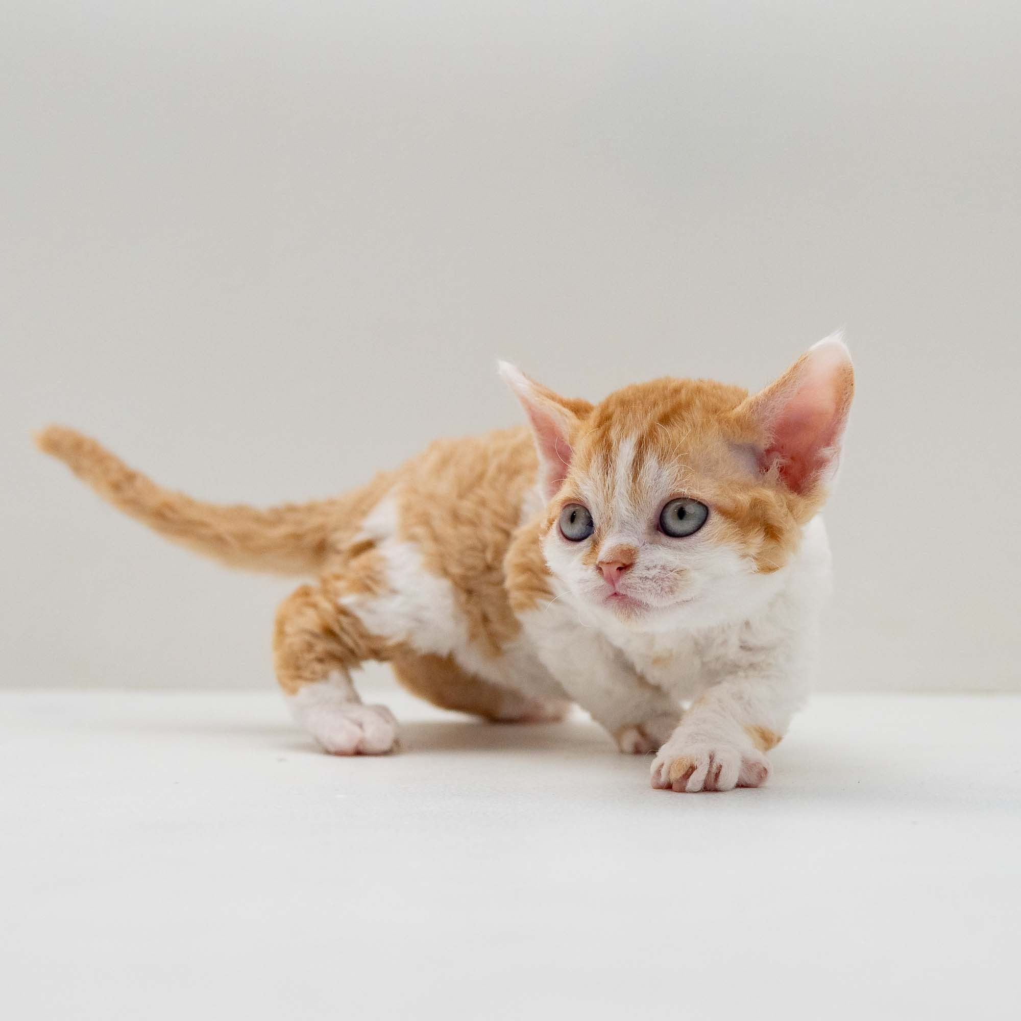 Gary,  boy, born on 01.18.25. Devon Rex Pixie Cattery