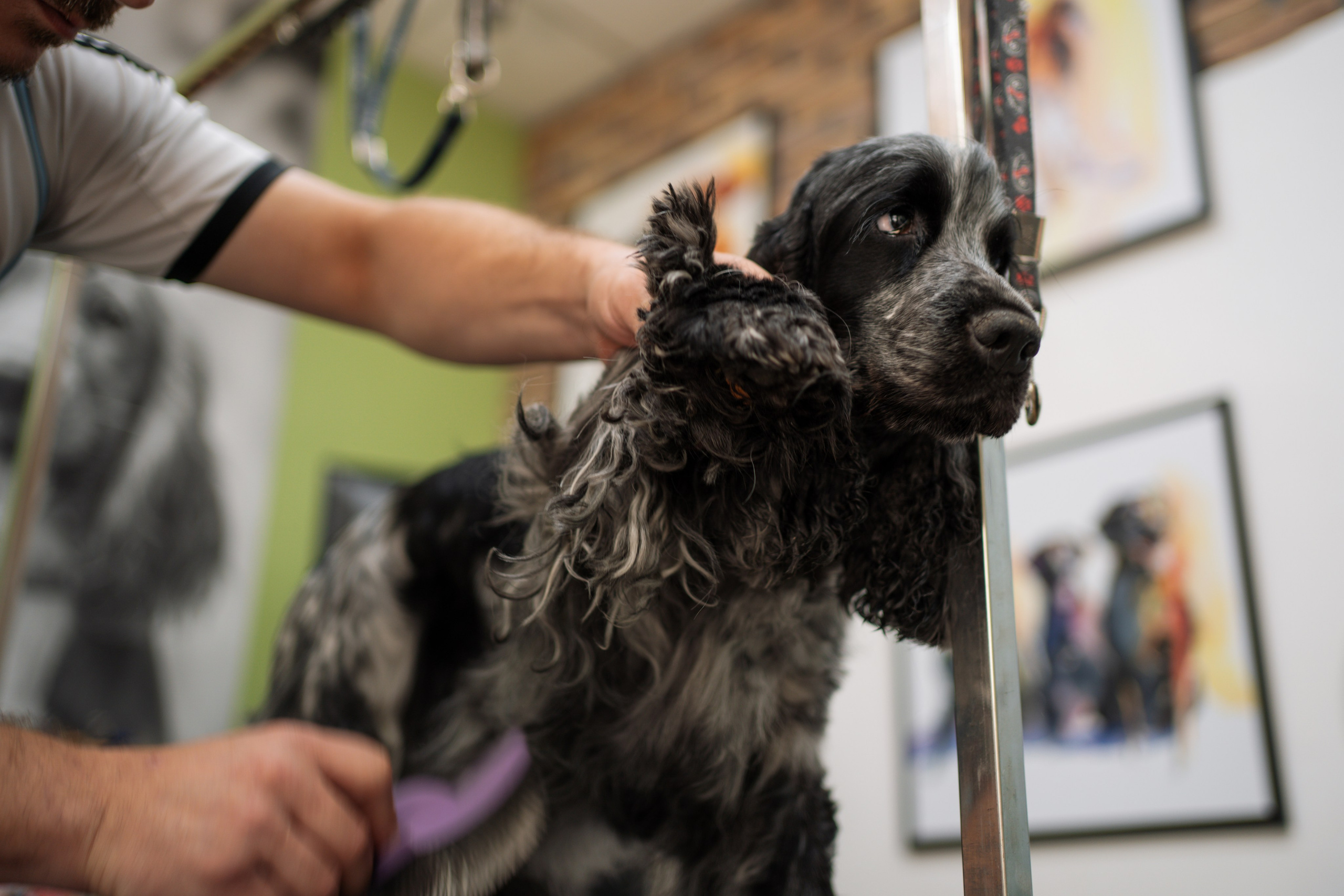 PetGroom Timisoara. Cozac Cristian Photographer