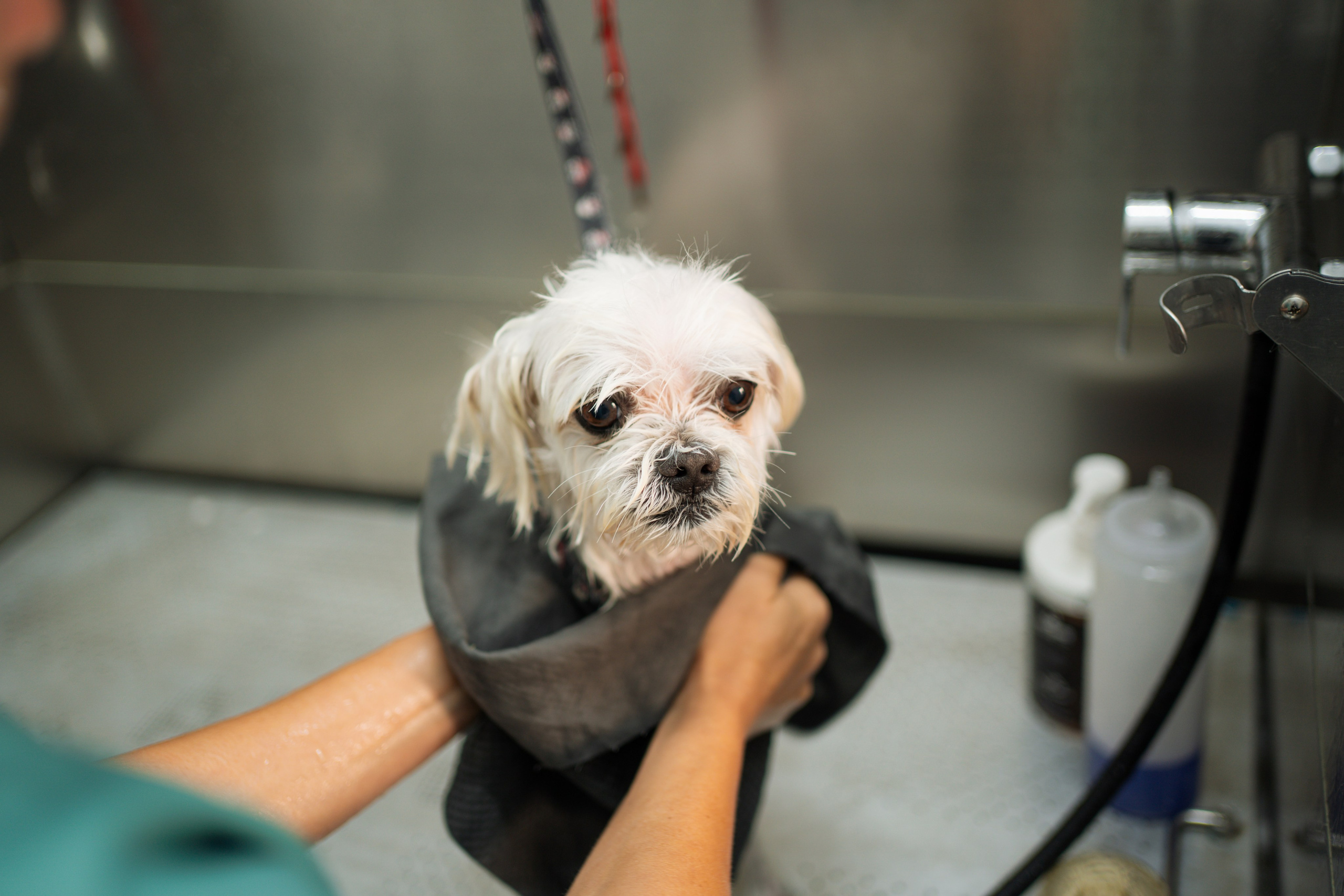PetGroom Timisoara. Cozac Cristian Photographer