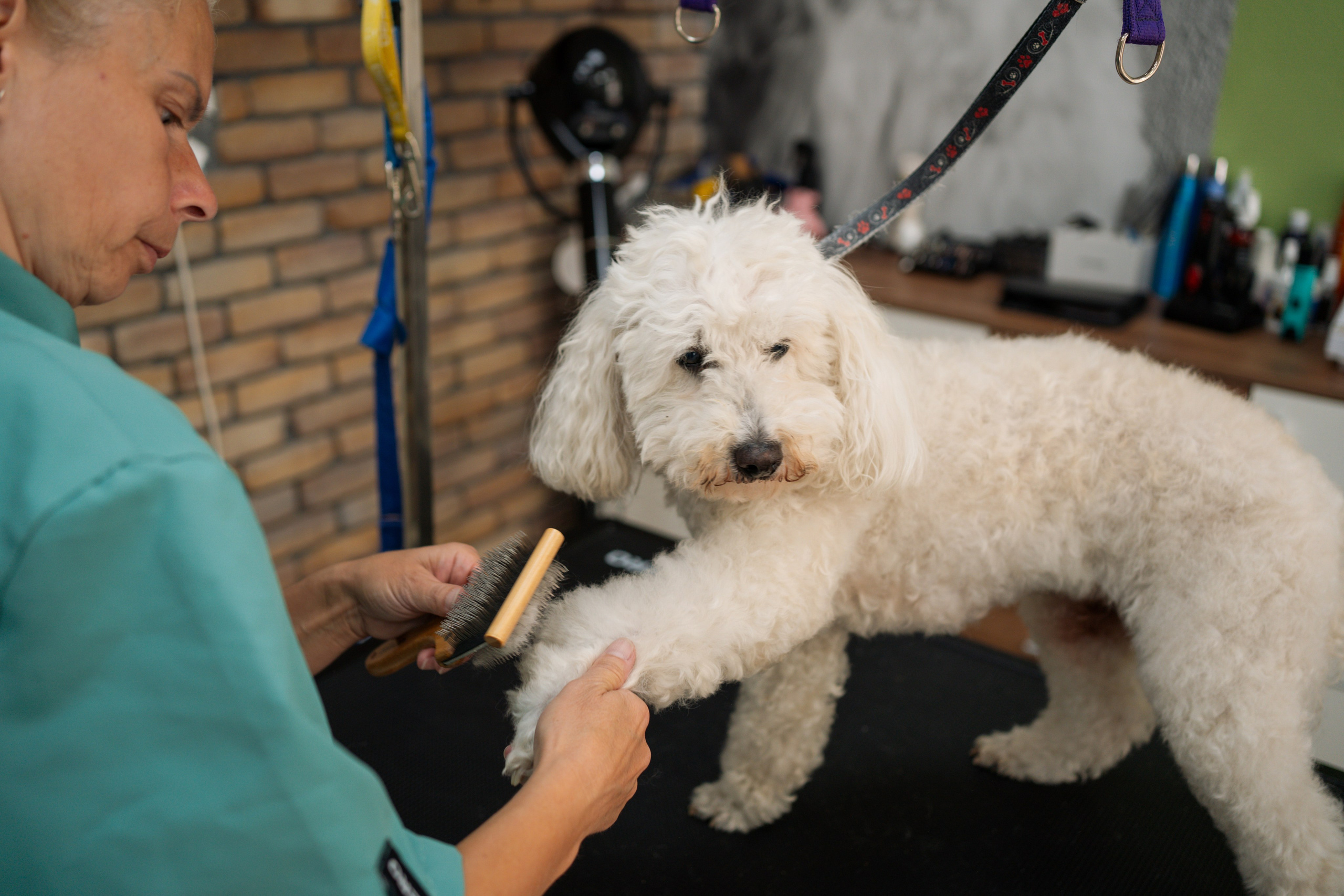 PetGroom Timisoara. Cozac Cristian Photographer