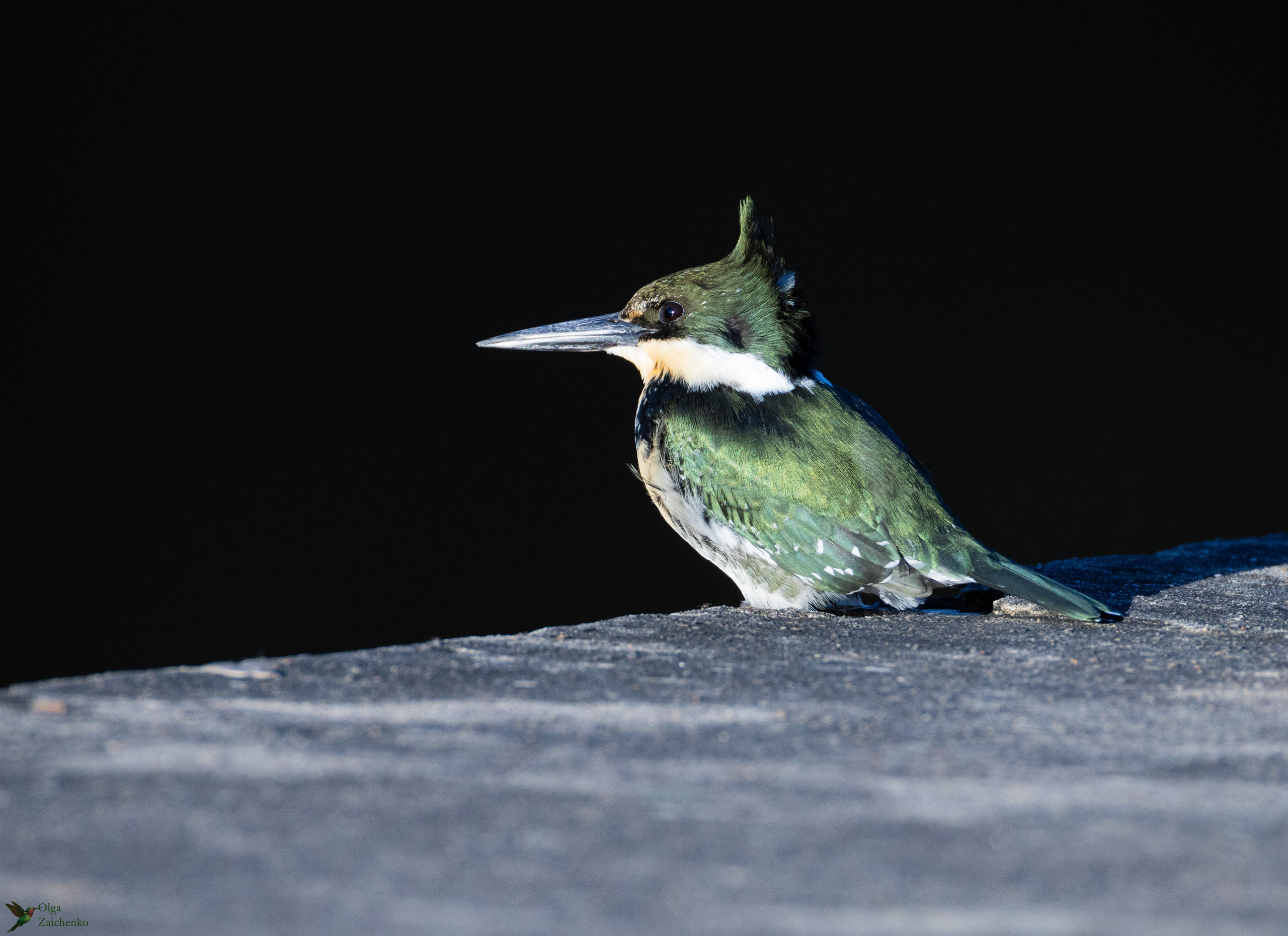Зелёный зимородок