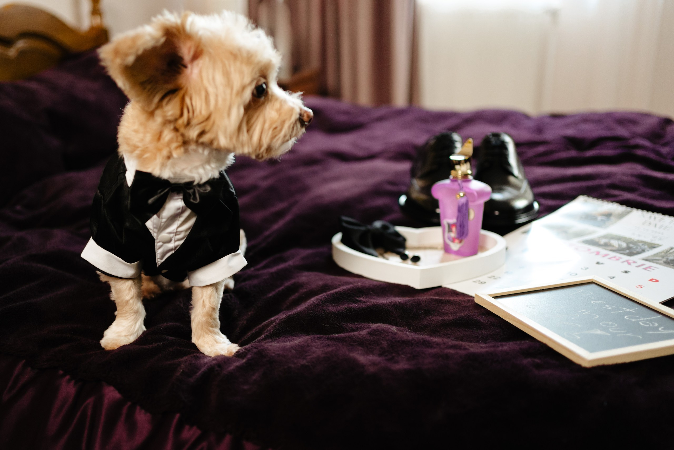 Raluca + Cristian Highlights Nuntă Botoșani. Foto-Video Nunta Iasi, Suceava, Bucuresti / Disponibilitate 2025 — 2026 — 2027