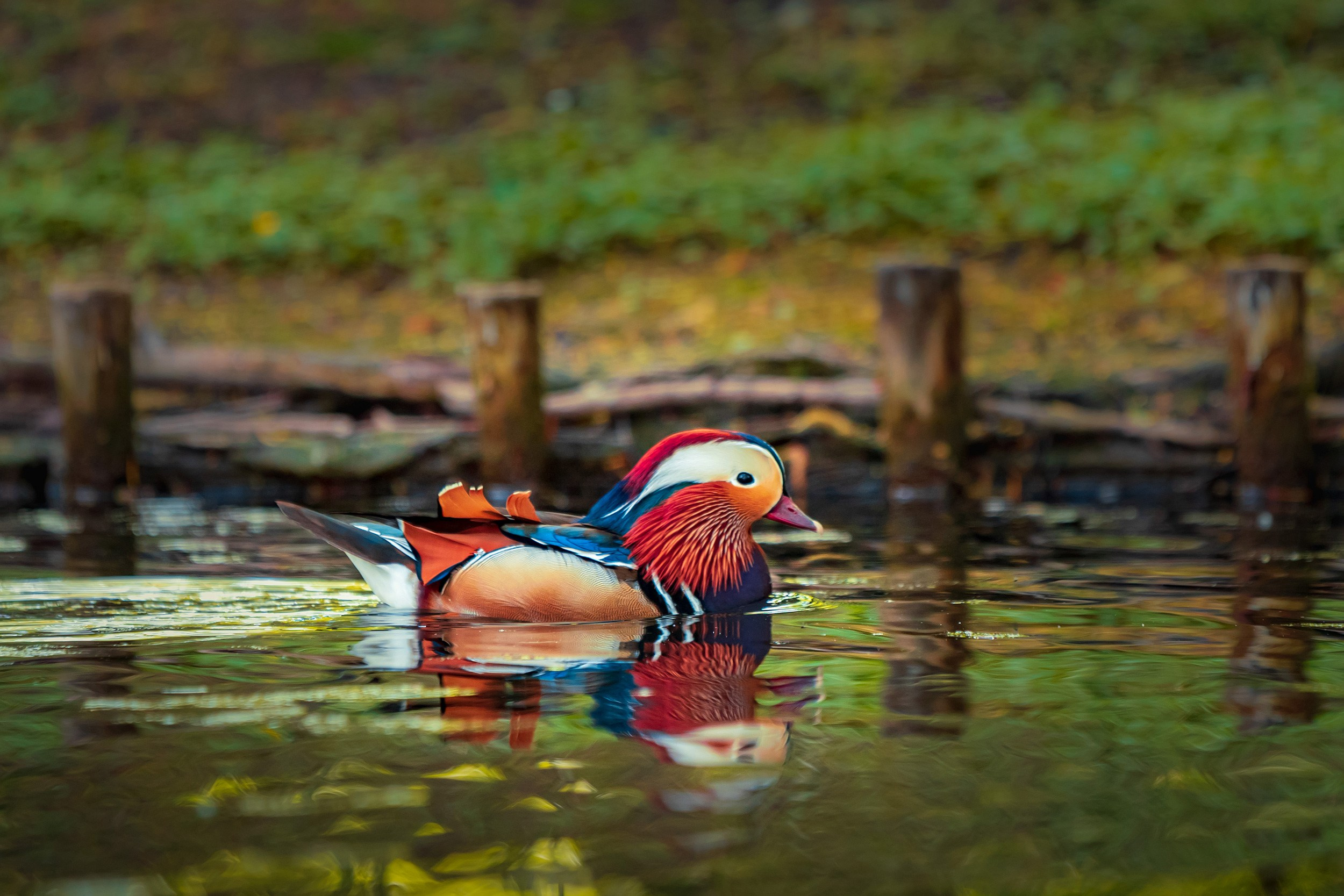 Royal Baths Park — Warsaw. Photographer in Yerevan