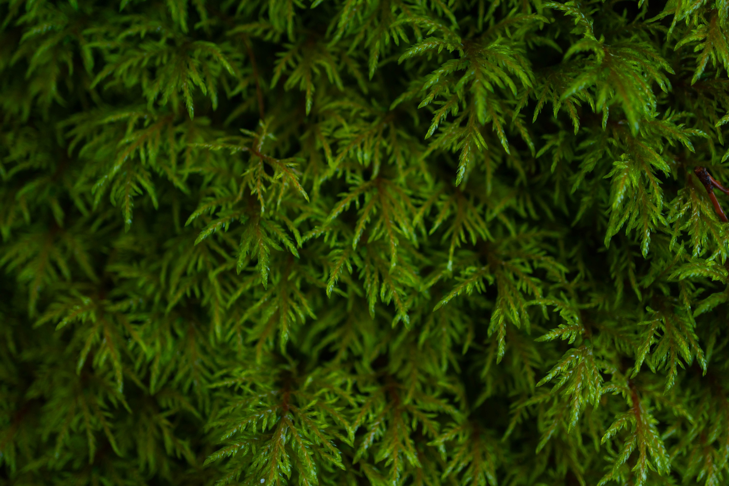 Ruta Otoño. Alba del Norte Studio