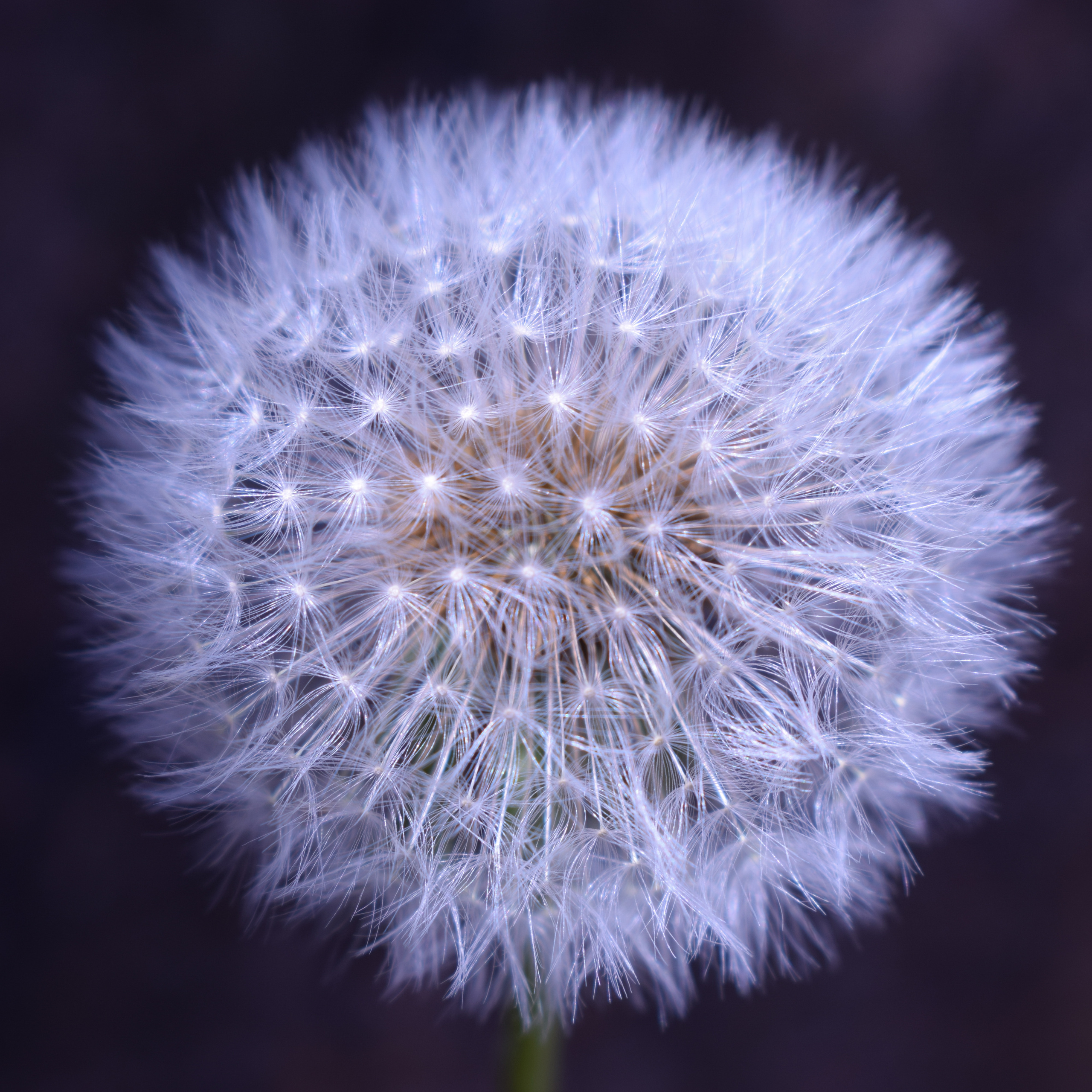 Portfolio. Photographer in Sotenäs municipality. Fotograf i Sotenäs kommun