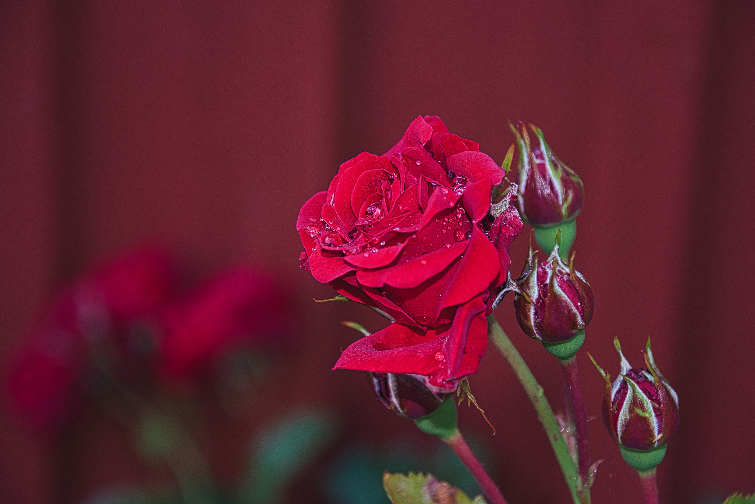 Portfolio. Photographer in Sotenäs municipality. Fotograf i Sotenäs kommun