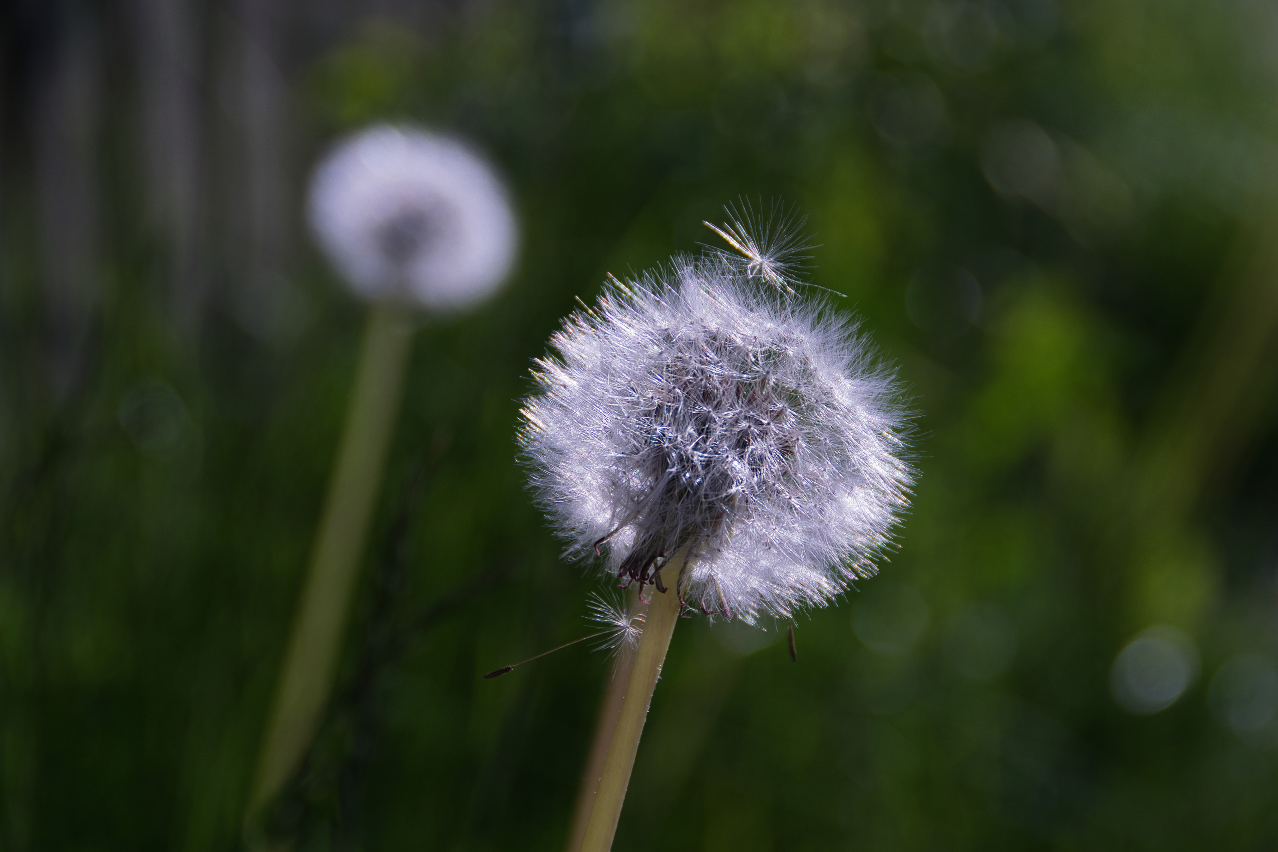 Portfolio. Photographer in Sotenäs municipality. Fotograf i Sotenäs kommun