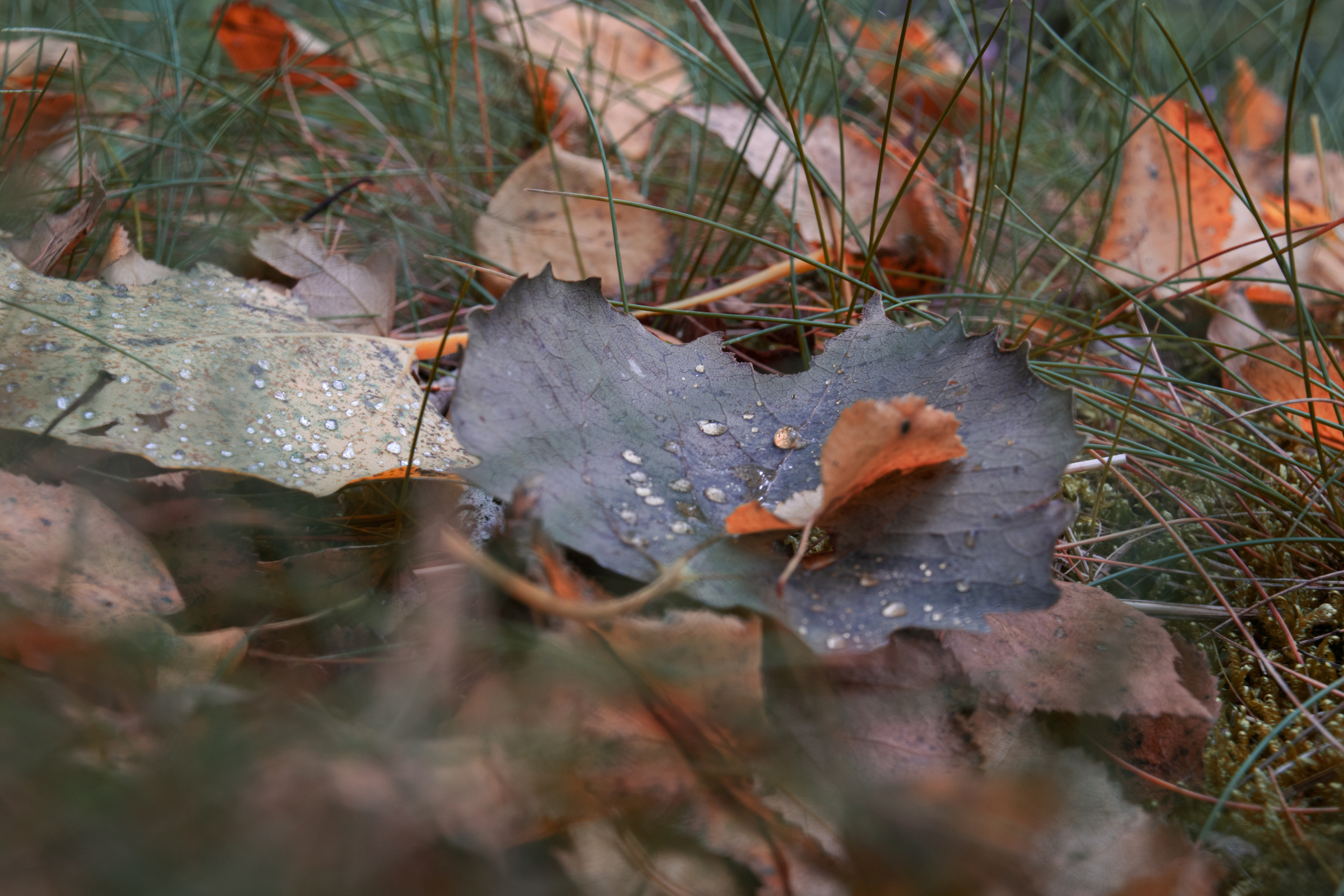 Portfolio. Photographer in Sotenäs municipality. Fotograf i Sotenäs kommun