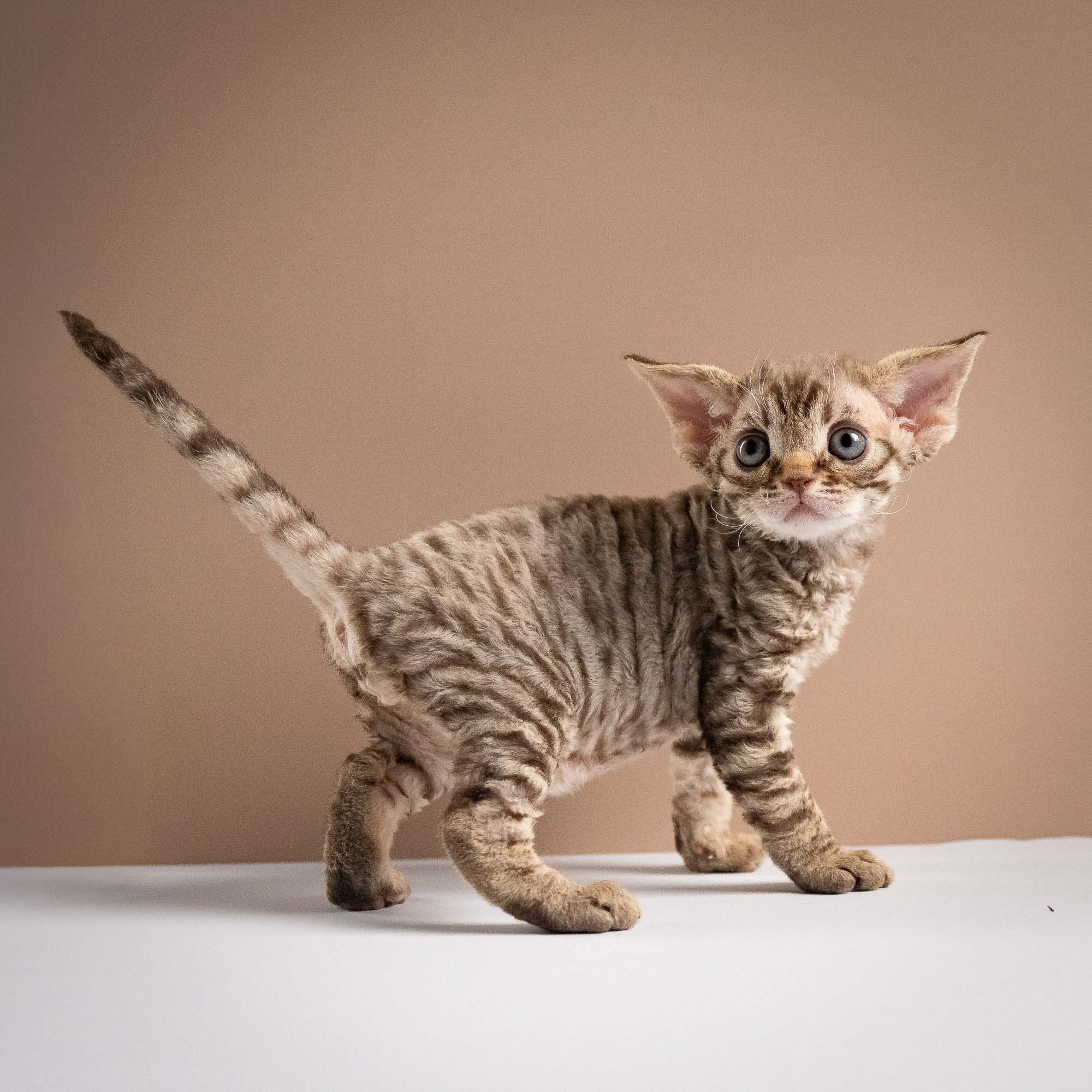 Ostap, boy, born 02.08.26. Devon Rex Pixie Cattery