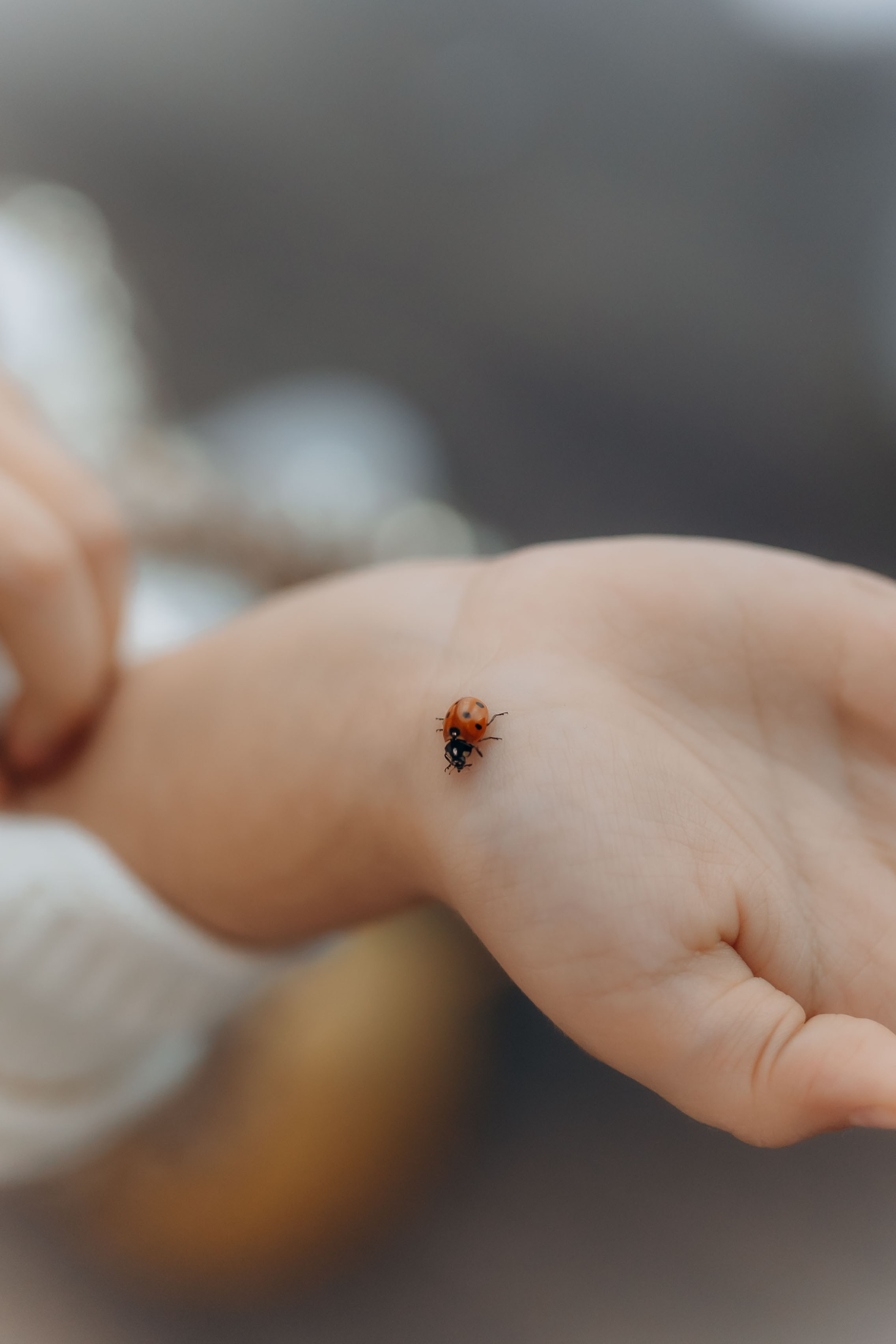 Povestea voastră, regizată de noi |Cristi Turculet Videograf Nuntă Suceava | wedding highlight. Servicii foto-video profesionale, pentru momente de neuitat
